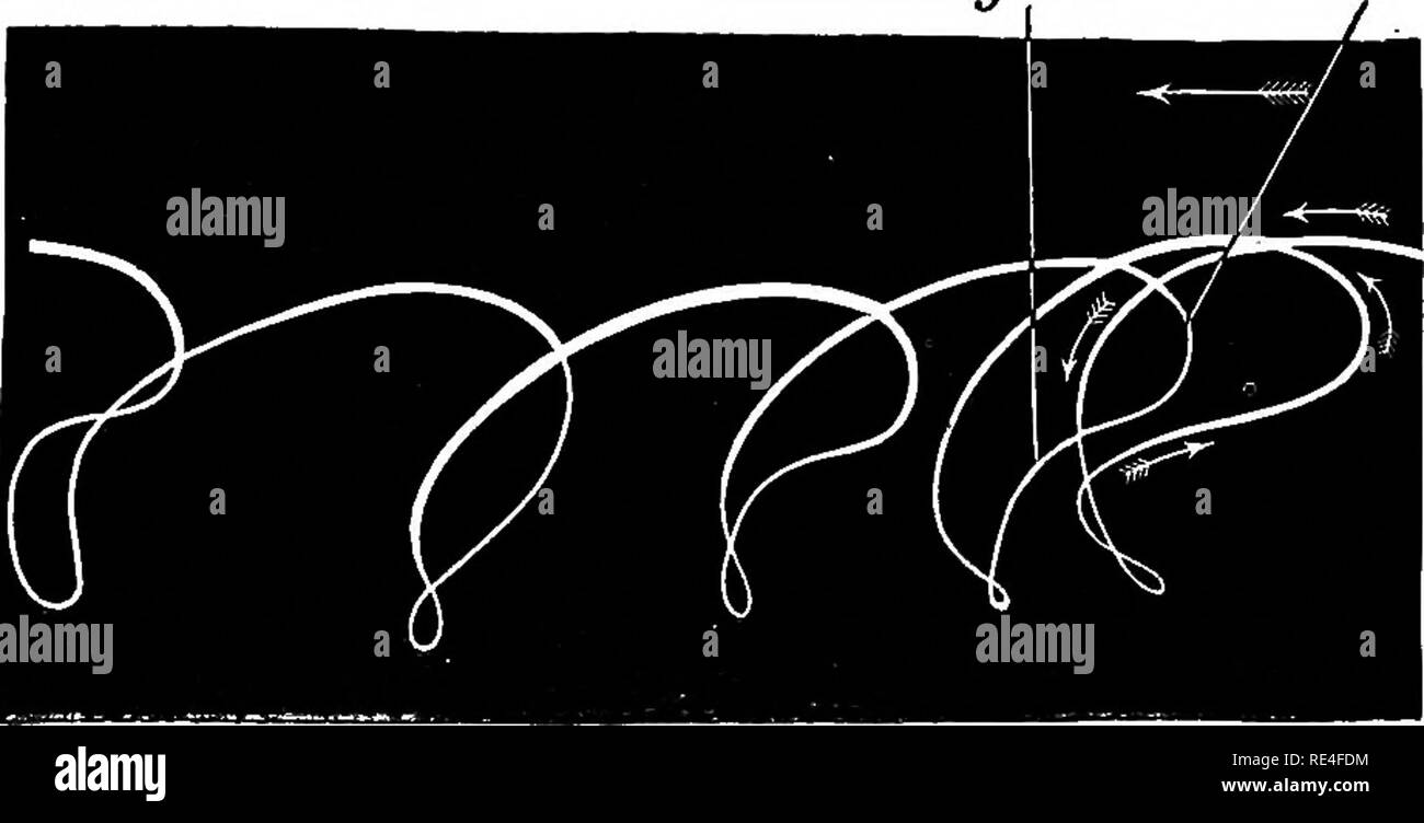 . La structure et la vie des oiseaux. Les oiseaux sauvages, l'évolution. VII ' WyJes photographies de MM. Vol de mouettes, battant- horizon à un pointage hauteur à partir de la mer, il n'en est pas un' parmi le grand nombre qui a ses ailes fléchies, (voir frontispice.) ... Figures décrites par différentes parties de l'aile. Si vous prenez un insecte (une bleue, par exemple, ou d'un drone) et le maintenir enfoncé, les extrémités de l'aile comme ils vibrent. Fig. 6o (après Marey). La figure décrite par l'extrémité de l'Aile-de-Corbeau.^ Le mouvement en arrière près de7 ? Est en grande partie due à la flexion, le mouvement vers l'avant près de st pour le dressage de la w Banque D'Images