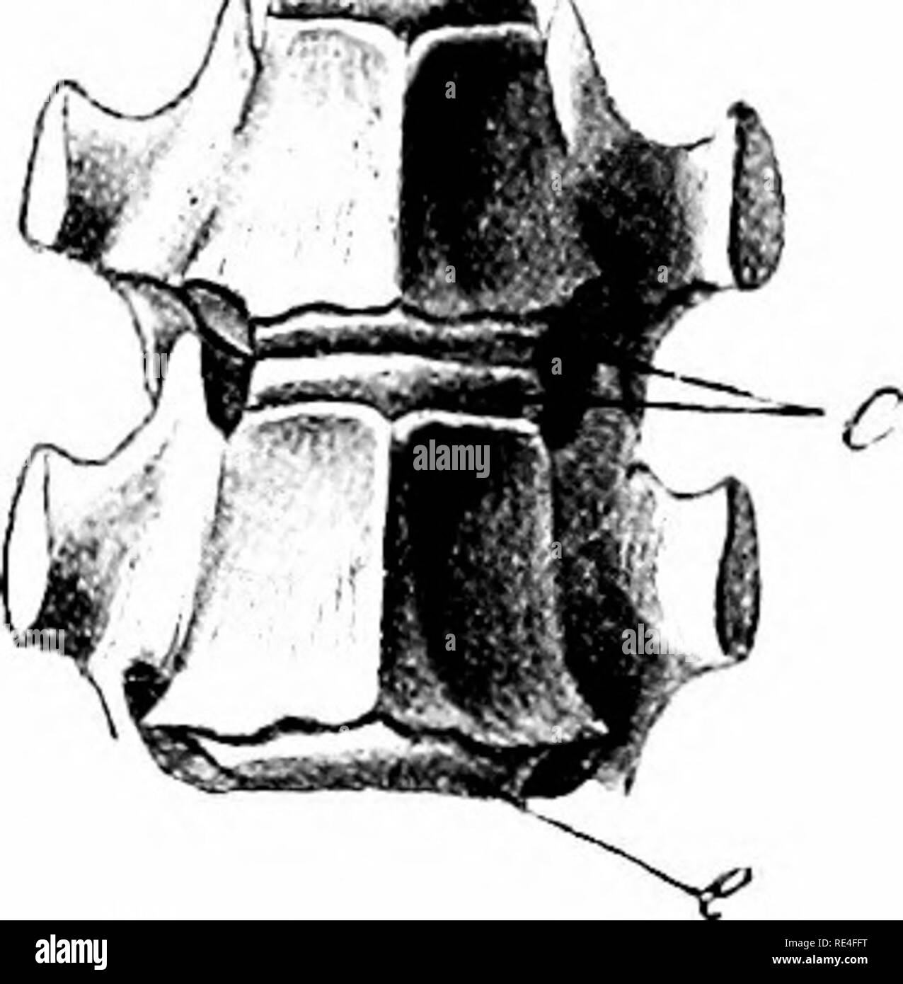 Anatomie de canard Banque d'images noir et blanc - Alamy