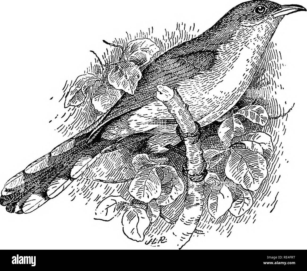 . Les oiseaux de l'Indiana ; un catalogue descriptif des oiseaux qui ont été observés au sein de l'état, avec un compte de leurs habitudes. Les oiseaux. Les oiseaux de l'Indiana. Longueur 823, 11.90-13.70 ; Wing, 5.40-5.80 ; la queue, 6.00-6.15. Eange.-est de l'Amérique du Nord, du Costa Eica et Antilles vers le nord jusqu'à 'New Brunswick, du sud de l'Ontario et le Minnesota. Races de la Floride et de l'est du Texas vers le nord. Hiverne au sud de United States. Nid, une simple plate-forme de brindilles, dans les buissons ou dans les arbres, de 4 à 30 pieds de hauteur. Oeufs, 3 à 5, rarement 6 ou 7 ; la lumière bleu-vert ; 1,31 par 0,88.. Coulicou à bec jaune. (Être.'iL-Bulletin des Agriculteurs Banque D'Images
