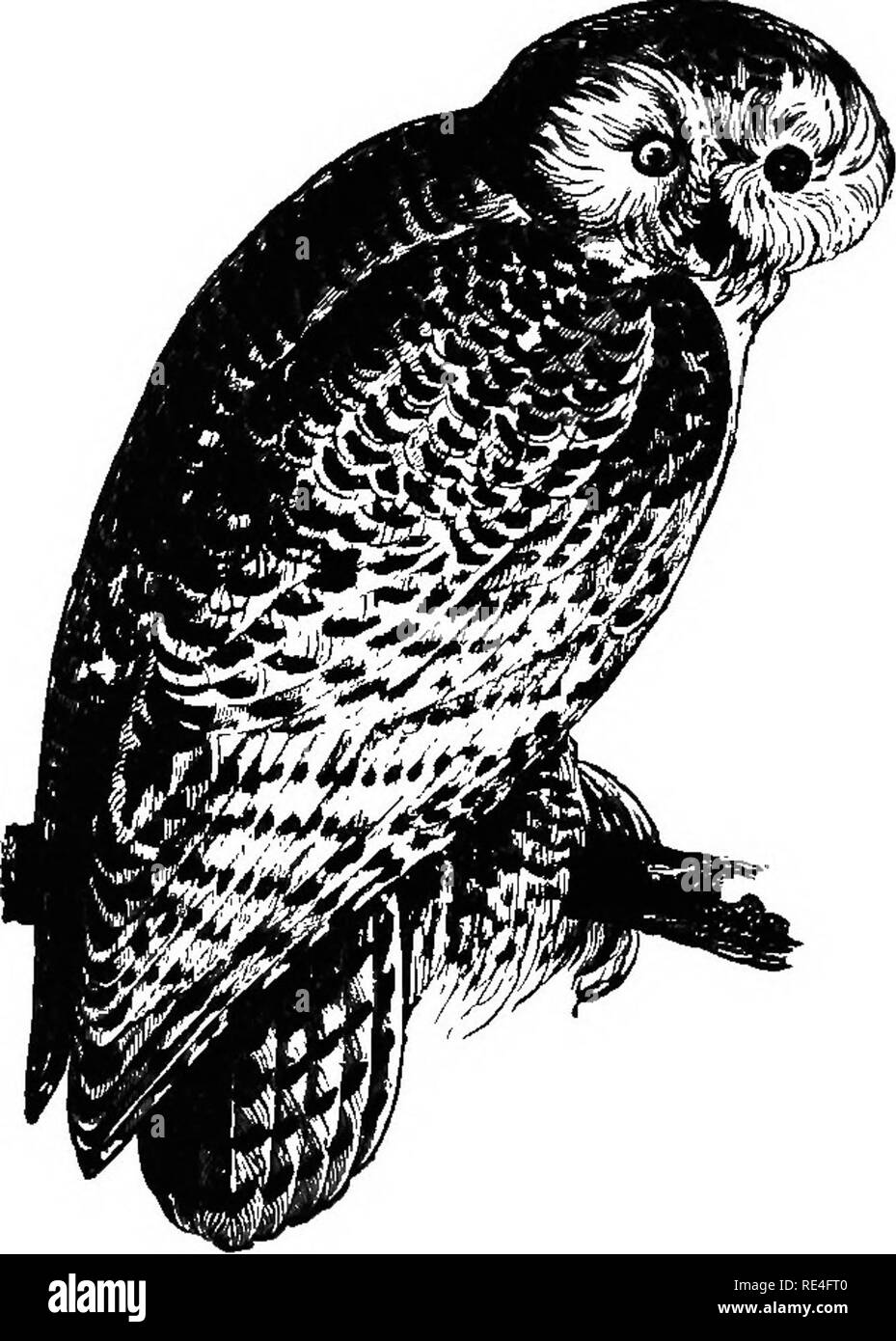 . Les oiseaux de l'Indiana ; un catalogue descriptif des oiseaux qui ont été observés au sein de l'état, avec un compte de leurs habitudes. Les oiseaux. Les oiseaux de l'Indiana. 817 meroiis et étaient généralement distribués. Ils ont été à nouveau observées sur la partie nord de l'État en 1889-1890. Les premiers apparaissent- ances sont tôt dans NoTember, et la plupart d'entre eux sont généralement vus dans ce mois et Décembre. J'^g énéralement, ils sont partis en février, bien que l'un a été signalé de Valparaiso, le 31 mars 1887 (Trouslot) ; et M. C. E. Aiken m'informe d'un remarqué "A propos", mai 1870, dans le comté de Lake. En plus d'un lot Banque D'Images