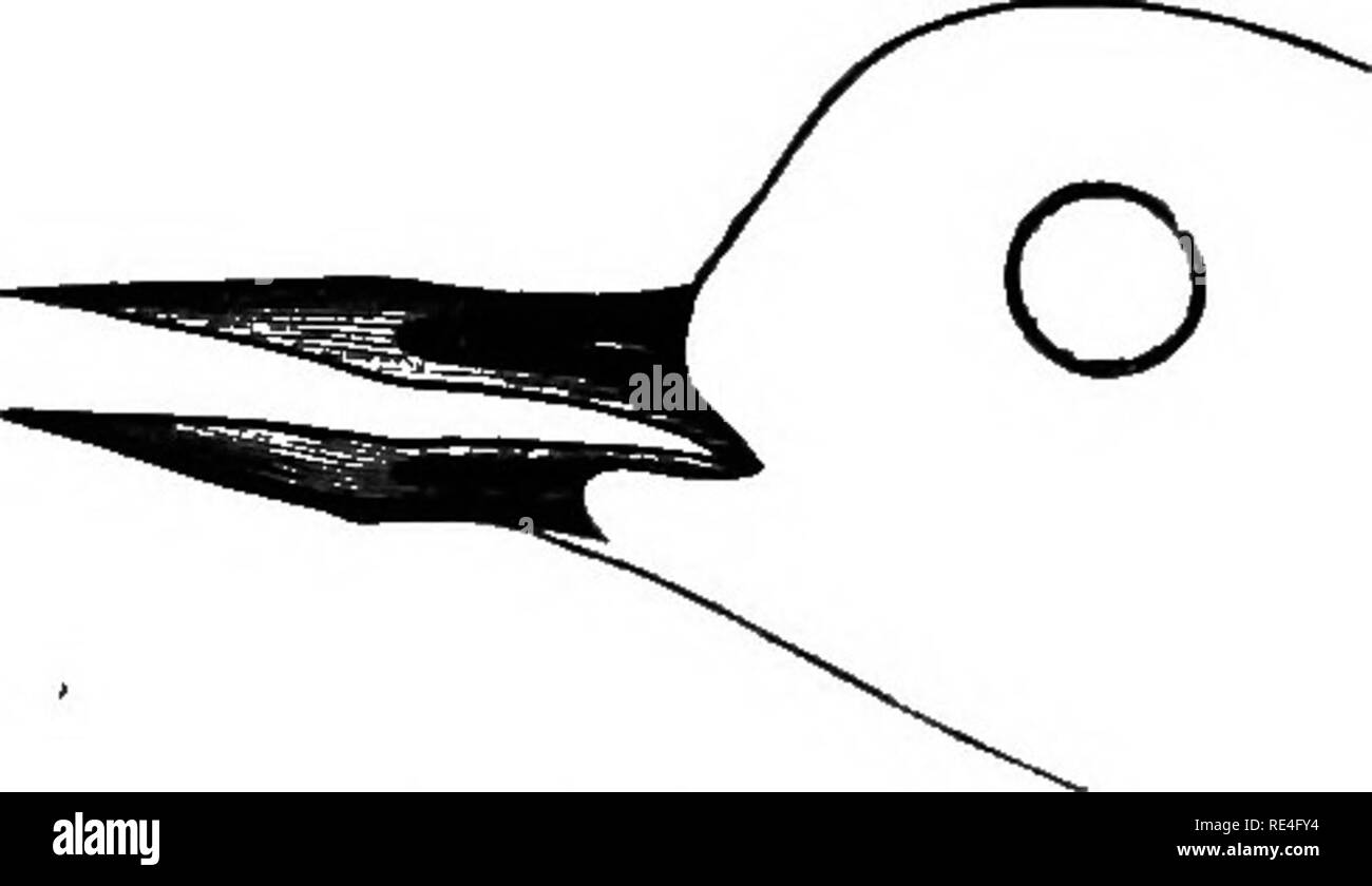 . Les oiseaux de l'Indiana ; un catalogue descriptif des oiseaux qui ont été observés au sein de l'état, avec un compte de leurs habitudes. Les oiseaux. Les oiseaux de l'Indiana. 745 nid, un creux dans la masse, bordée d'herbe. Oeufs, 3-4 ;- verdâtre terne, repéré tous les plus de brun ; 1,60 par 1,17. Eare migrant. Sauf le long du lac Michigan il est presque inconnu. Mais il y a deux enregistrements de l'intérieur de l'État. M. Hay- mond observé dans le comté de Franklin (Ind. Geol. Eept. 1869, p. 328). 30 mai 1888, M. Euthven Deane observé dans Starke Comté. Mm. Eliot Blackwelder et C. A. Tallman a identifié deux Tu Banque D'Images