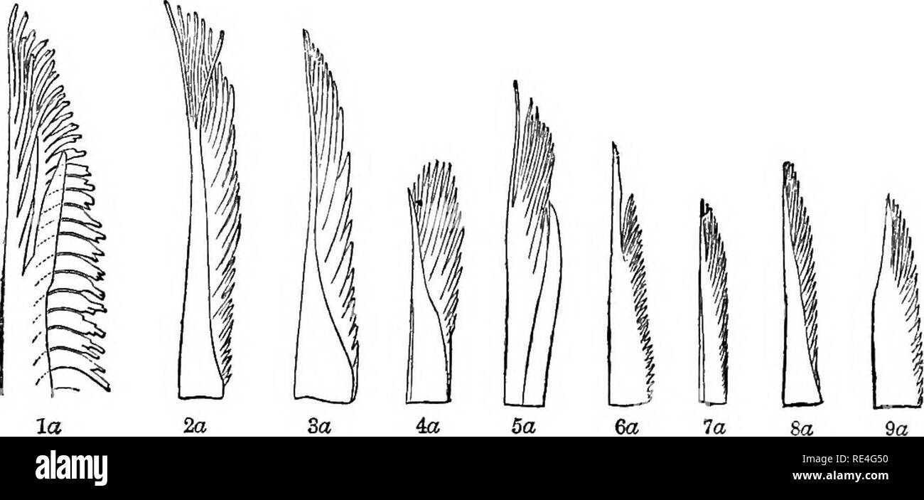 . Examen des oiseaux de l'Amérique dans le musée de la Smithsonian Institution : pt. 1 . Les oiseaux. 1. GlossvptUn rnftcoUift. La Jamaïque. 2. Baiuimentds Certhiola. Nassau. 3. CSdorophanes cUricapiVa. La Trinité. 4. Dacnis cayana. " 5. Perissnglossa tigrina. 6. Dendroica striata. Nassau. 7. Hflmintkaphaga cdaia. L'Amérique de l'Arctique. 8. TeretTiitis fornsii. Cuba. 9. Yireoiariatuia. Nassau. Les figures suivantes représentent l'une des branches de l'extrémité de chaque langue bifurquée plus fortement agrandie. Les références sont les mêmes que dans les figures précédentes.. Nos 2, 3, 4, et 6 ont été tirés des spécimens alcoolique ; 1, 5, 7, Banque D'Images