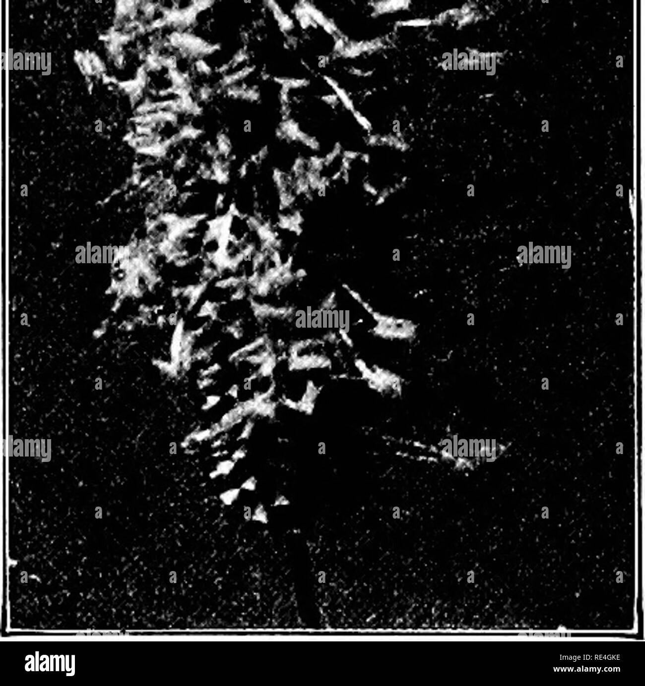 . Étude de la nature ; un manuel pour les enseignants et les élèves. L'étude de la nature. dans un quartier. Il montre la grande variété qu'il y en a. Dans les prés et les pâturages sont le pâturin, Timothy, red top, bleu, herbe, mixte et sur l'ouest des prairies le buf- falo l'herbe, tous les précieux fourrage. Le mil est souvent semé dans les champs de fourrage. Dans nos marécages du nord et le lac et rivière bor- ders est le riz sauvage. Certaines herbes sont considérées comme plus que des mauvaises herbes : queue d'Écureuil, vieille sorcière-herbe, seigle sauvage, et le sable de la route côté bur sont- les mauvaises herbes. L'herbe Pigeon, sétaire verte, et le chiendent sont communs dans les champs et d'autre- lor Banque D'Images