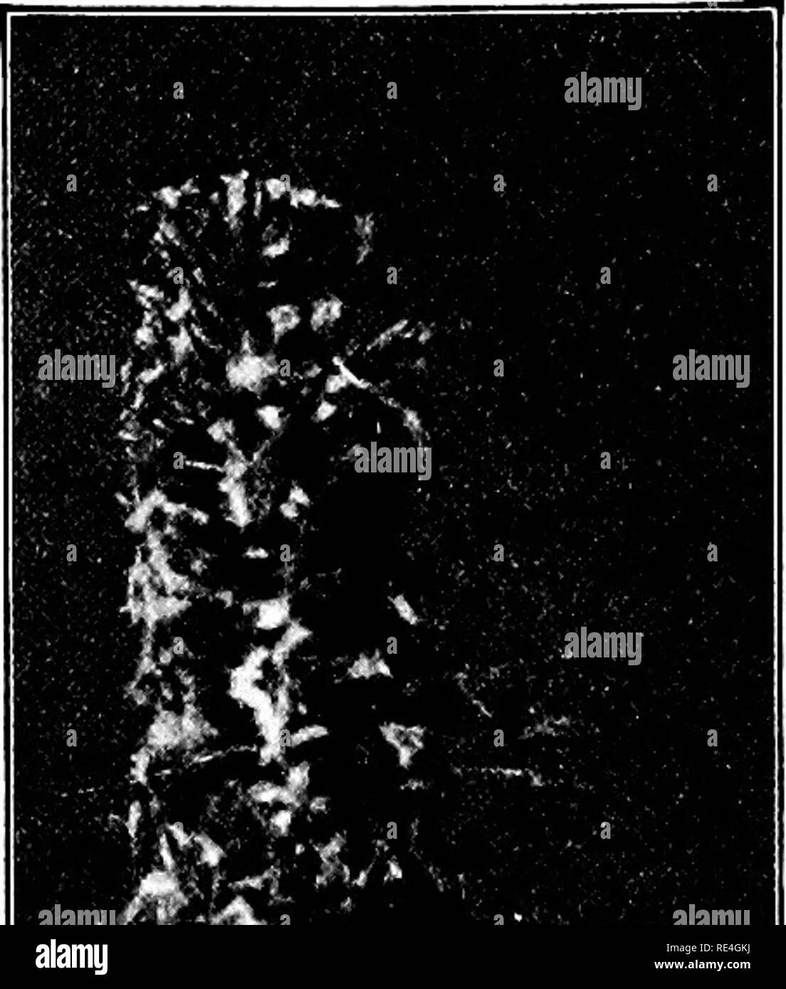 . Étude de la nature ; un manuel pour les enseignants et les élèves. L'étude de la nature. 354-L'ÉTUDE DE LA NATURE. dans un quartier. Il montre la grande variété qu'il y en a. Dans les prés et les pâturages sont le pâturin, Timothy, red top, bleu, herbe, mixte et sur l'ouest des prairies le buf- falo l'herbe, tous les précieux fourrage. Le mil est souvent semé dans les champs de fourrage. Dans nos marécages du nord et le lac et rivière bor- ders est le riz sauvage. Certaines herbes sont considérées comme plus que des mauvaises herbes : queue d'Écureuil, vieille sorcière-herbe, seigle sauvage, et le sable de la route côté bur sont- les mauvaises herbes. L'herbe Pigeon, sétaire verte, et le chiendent sont communs dans les fi Banque D'Images
