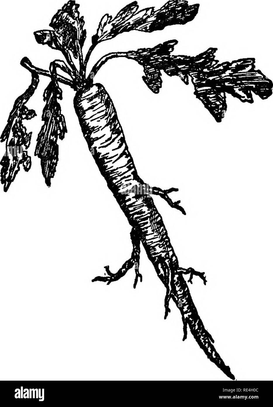 . Jardin des profits, le grand argent dans de petites parcelles. La culture maraîchère. ^2 Jardin Parcelle no 7 LES BÉNÉFICES. - Début Avril 8 betteraves semées ; har- investie le 16 juin. La laitue transplantée juin i8 ; août, j'ai récolté. Semez les haricots le 3 août. Plot No 8.- 8 avril ; Laitue semée et récoltée. SalsUr oystei végétale 01. C'est Bow autpilslng beaucoup de ménages ne sais pas ce délicieux. facile-à-gTow. légume. Traitez-le comme vous le feriez de panais 10 juin. Les betteraves semées 13 juin ; 10 août récoltés. Les semis de maïs depuis le 13 juillet. Plot No 9.- Début Avril 8 carottes semées, har- investie le 25 juin. Plantés dans les choux 27 Juin.. S'il vous plaît pas Banque D'Images