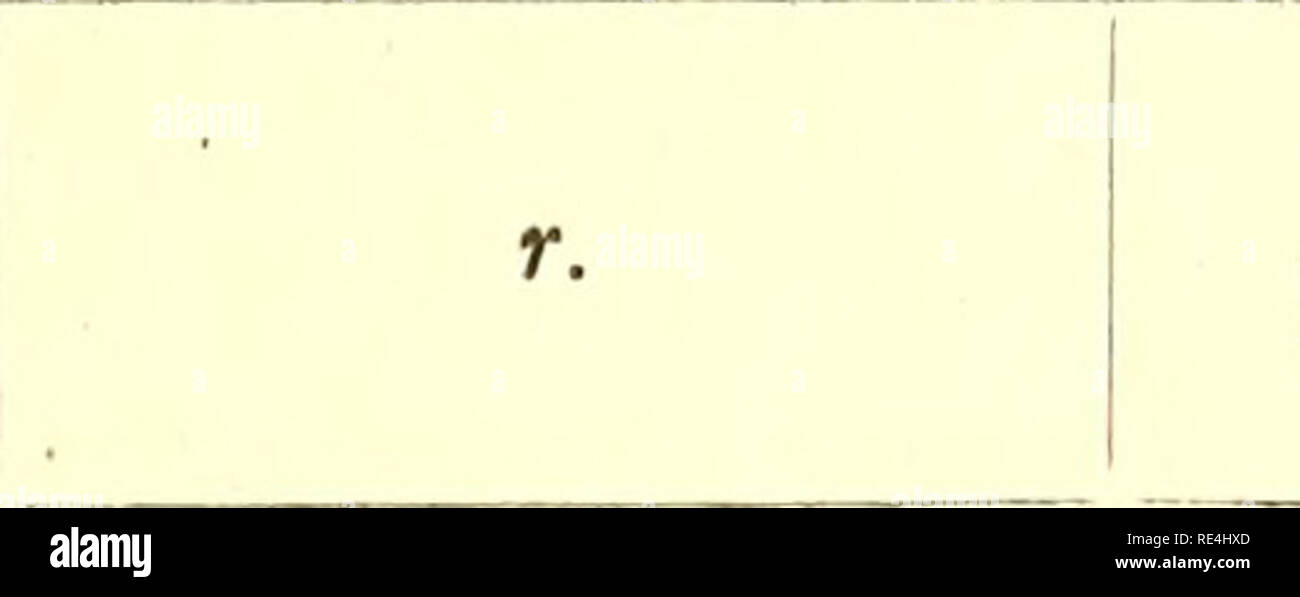 . Les échinodermes asteroidea. L'expédition Antarctique australasienne (1911-1914) ; des étoiles ; Echinodermes. ASTilRIES-KOEHLER. 59 Station 2.-lat. S. 66° 55'. Long. E. 145° 21'. 318 fms. 28 clecembre 1913. Tiois echantillons. Station 3.-lat. S. 66° 32'. Long. E. 141° 39'. 151 fms. 31 decembie 1913. Deux echantillons. La station 7.-lat. S. 65° 42'. Long. E. 92° 10'. 60 ailettes. 21 janviei 1914. Trois echantillons. Station 8.-lat. S. 66° 8'. Long. E. 94° 17'. 120 fms. 21 janvier 1914. Deux echantillons. Station 12.-lat. S. 64° 32'. Long. E. 97° 20'. 110 fms. 31 janvier 1914. Deux echantillons. Adelie.-15-20 Banque D'Images