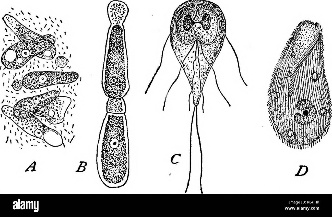 . Un texte-livre sur les protozoaires et les bactéries pathogènes pour les étudiants de médecine et les médecins. Bactériologie ; bactéries pathogènes ; les protozoaires. Les protozoaires 47 rempli d'innombrables chambres dans lesquelles ses enzymes et d'autres substances actives, etc., sont stockées et les fonctions exercées. En plus de ces chambres, qui sont des minutes et de taille uniforme, il y a des espaces plus grands appelés vacuoles, dont certaines sont le résultat de conditions temporaires-accumulations d'digéré mais pas encore assimilé l'alimentation, etc., mais d'autres, vu dans et dans l'ameba ciliata, sont grandes, permanent, et qui se caractérise par Banque D'Images