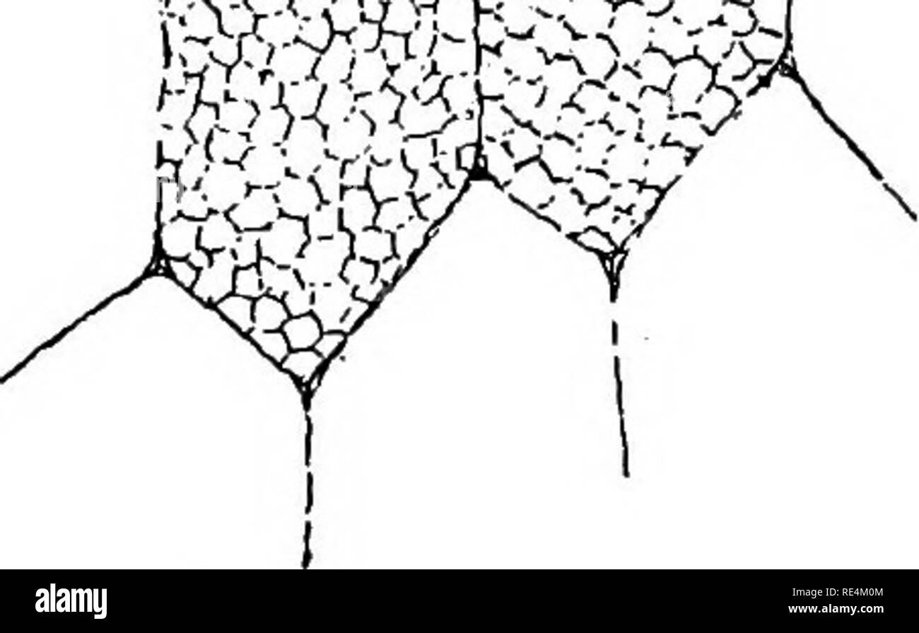 . Bactériologie pharmaceutique. Bactériologie ; désinfection et désinfectants. mm. 0 ^ eg o o 75. Pic-Sak6. A, B, l'anguille est entièrement rempli de riz avec des granules d'amidon ; C, nee cellules après la cuisson, les grains d'amidon sont brisés ; D, les granules d'amidon de riz, un dextrmized b,,, normal. 6. Utiliser les propriétés et une boisson, habituellement pris en compara- ment de grandes doses, la production d'une forme légère d'intoxication. Habituellement pris en petites quantités, produire un règlement rapide, bien que transitoires, forme d'intoxication. Pris comme un vin. Au Japon. sak6 est généralement chauffé avant de boire.. Veuillez noter que ces images sont ex Banque D'Images