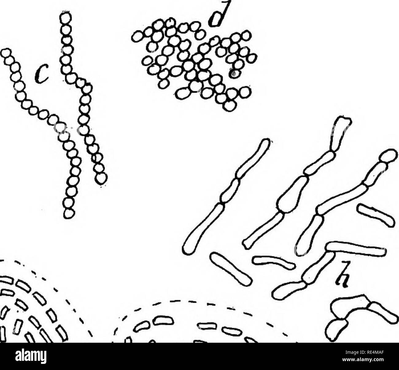 . Bactériologie pharmaceutique. Bactériologie, désinfection et de désinfectants. / Cochon. 10.-illustrant la formation de zooglea, o, agrégats bacillar résultant de la cohésion ; 6, d'agrégats résultant de cohésion sociale de bacilles avec cellule gélatinisé-murs ; C, Streptococcus formation résultant du cloisonnement d'une forme coccus ; je, cohésion cocci formes ; e, bout à bout des bacilles (résultant de la septation), enfermés dans un manteau gélatineux ;/, bacillar thread jointe à la gélatine ; g, mycobactériennes formulaire ; ft, formes de cellules irrégulières, comme Mycoderma aceti. montrent une augmentation du taux de la septation, une période stationnaire, Banque D'Images