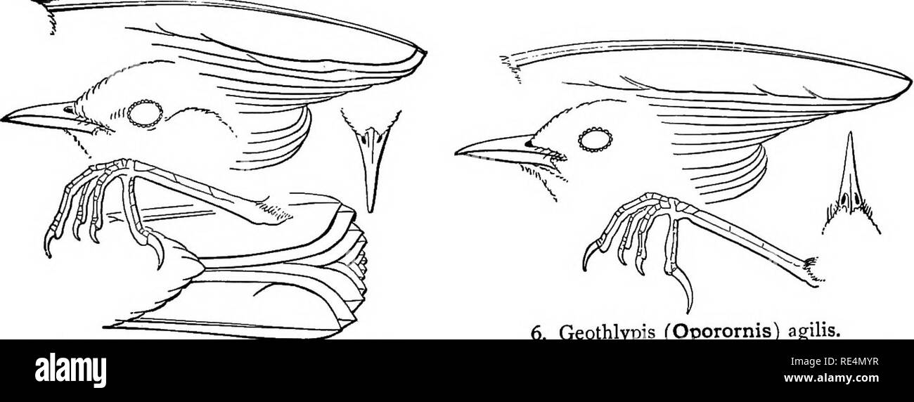 . Un manuel d'oiseaux de l'Amérique du Nord. Les oiseaux. 4. Geothlypis (Oporomis) formosa.. 5. Geothlypis (Oporomis) Philadelphie. 6. Geothlypis (Oporomis) agilis.. Veuillez noter que ces images sont extraites de la page numérisée des images qui peuvent avoir été retouchées numériquement pour plus de lisibilité - coloration et l'aspect de ces illustrations ne peut pas parfaitement ressembler à l'œuvre originale.. Ridgway, Robert, 1850-1929. Philadelphie, J. B. Lippincott Company Banque D'Images