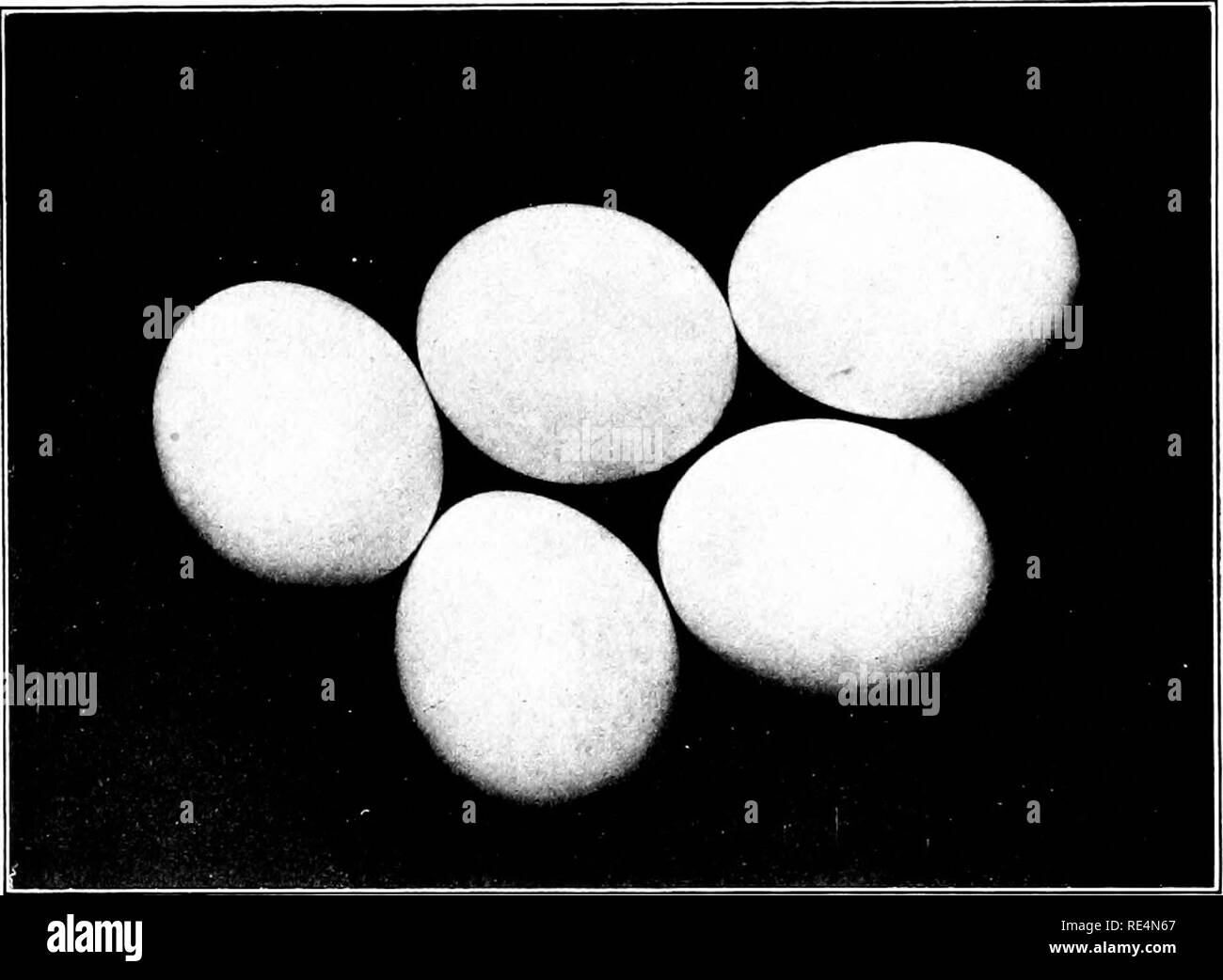 . L'oiseau, sa forme et sa fonction. Les oiseaux. Les Œufs des oiseaux qui nichent dans l'Arctique 441 hiboux, wliere l'imbrication doit avoir lieu à un délai trop tôt et le froid ce jour afin de donner à l'oisillon de temps pour atteindre l'effectif avant maturité suc-^ pouvant dépasser les envahit l'hiver, c'est que ces oiseaux pondent leurs œufs à des intervalles d'une semaine ou dix da}-s. De cette façon, la mère peut envelopper dans son plumage et garder chaud soigneusement un œuf et un à un jeune callow. Fig. 'AF&gt ;().-oeufs de St-reefh Owl. temps, et est assisté, en ce qui concerne les œufs plus tard et à l'envol, par la chaleur de la plus jeune dans le th Banque D'Images