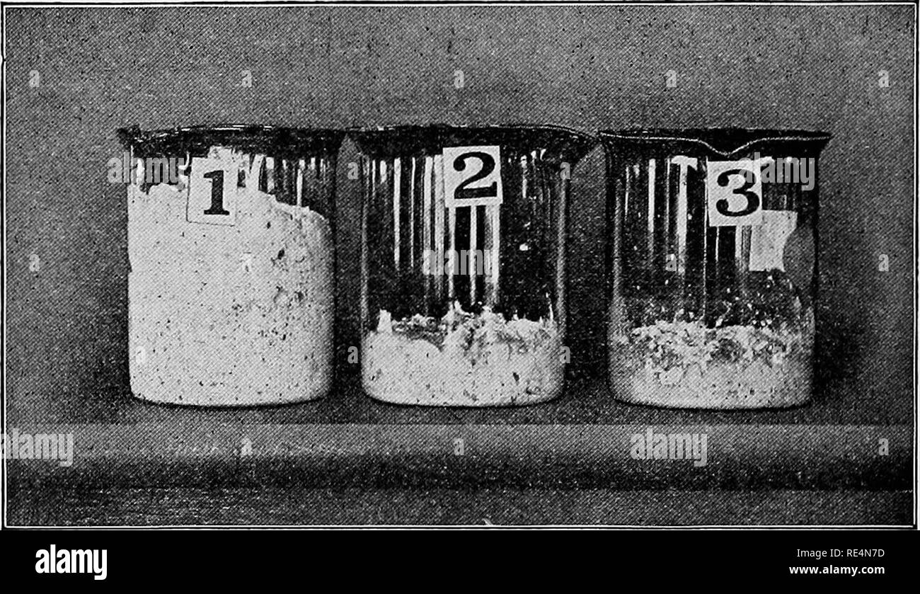 . Un manuel de bactériologie pour l'agriculture et à d'étudiants en sciences. La bactériologie. 106 UN MANUEL DE BACTÉRIOLOGIE bactéries vont être trouvés. Certaines de ces bactéries ont le pouvoir de transformer l'amidon en sucre et de dissoudre gluten ; d'autres forment de l'acide acétique et lactique. La quantité d'acide formée n'est pas perceptible à moins que la pâte habituellement est trop long avant la cuisson ou est trop chaud, auquel cas le pain aigre est obtenu. B. Messines- Fliigge tericus vulgatus est parfois la cause de pain visqueux. 2. Imbiber un gâteau de levure sèche dans l'eau distillée qui a été bouillie et refroidie à 40° C. Après s Banque D'Images