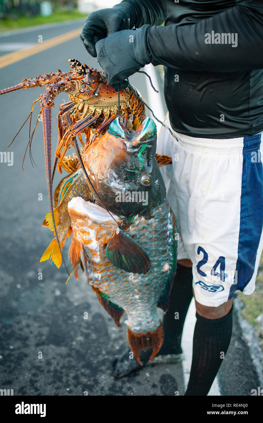 Homme tenant son poisson frais : le homard et le poisson géant. L'île de San Andrés, Colombie. Oct 2018 Banque D'Images