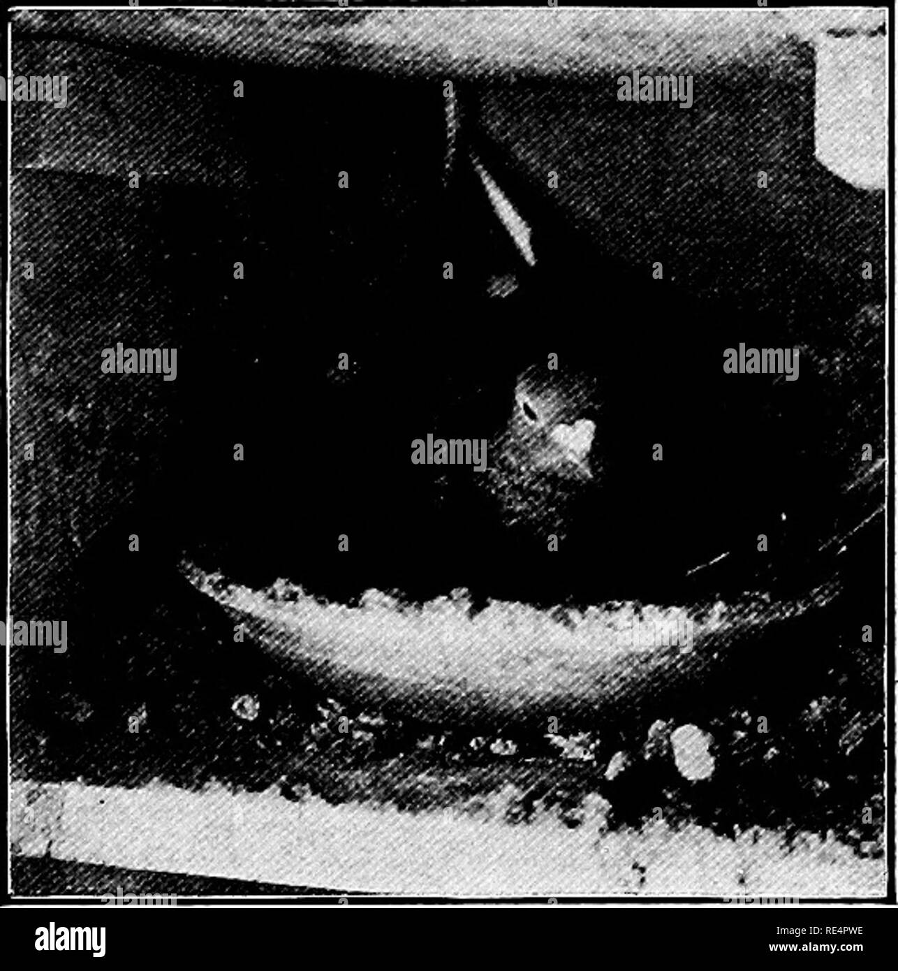 . La norme nationale livre d'assise. Les pigeons. 1907 PLUS D'HISTOIRES DE RÉUSSITE 1908 sait par expérience IL Y A DE L'ARGENT CHEZ LES PIGEONS. Manuel " horrible GrOOD." J'espère que vous me pardonnez mon tardi- ness en réponse à votre lettre en référence à la nouvelle norme nationale Livre d'assise. Bien sûr, je veux que ce livre. Je n'envoie pas liiese dr € livres par l'intermédiaire d'une simple curiosité. J'ai gardé les pigeons et je sais qu'il y a de l'argent en eux lE ils sont correctement entretenus. Je veux revenir à l'entreprise pigeon après la première de l'année, et l'intention de le faire, et je veux commencer avec les meilleurs oiseaux je peux obtenir, je Banque D'Images