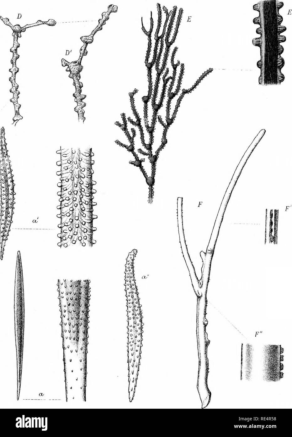 . Rapport sur les collections zoologiques faites dans l'océan Indo-pacifique pendant le voyage de H. M. S. 'Alert' 1881-2. Alerte (Sloop : 1856-1895) ; zoologie ; zoologie ; zoologie ; des expéditions scientifiques. Pi.:xxv[[.. Veuillez noter que ces images sont extraites de la page numérisée des images qui peuvent avoir été retouchées numériquement pour plus de lisibilité - coloration et l'aspect de ces illustrations ne peut pas parfaitement ressembler à l'œuvre originale.. British Museum (Natural History). Département de zoologie. Londres, imprimé par ordre de l'Administration Banque D'Images