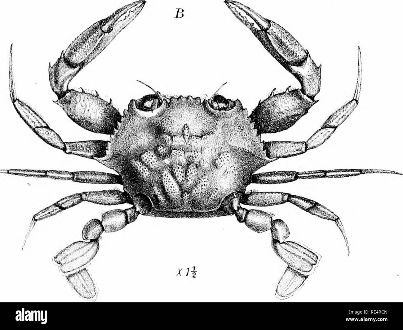 . Rapport sur les collections zoologiques faites dans l'océan Indo-pacifique pendant le voyage de H. M. S. 'Alert' 1881-2. Alerte (Sloop : 1856-1895) ; zoologie ; zoologie ; zoologie ; des expéditions scientifiques. "Alerte" M"EI.AI-fES. COLLBM J'L.xm :.. /4. Veuillez noter que ces images sont extraites de la page numérisée des images qui peuvent avoir été retouchées numériquement pour plus de lisibilité - coloration et l'aspect de ces illustrations ne peut pas parfaitement ressembler à l'œuvre originale.. British Museum (Natural History). Département de zoologie. Londres, imprimé par ordre de l'Administration Banque D'Images