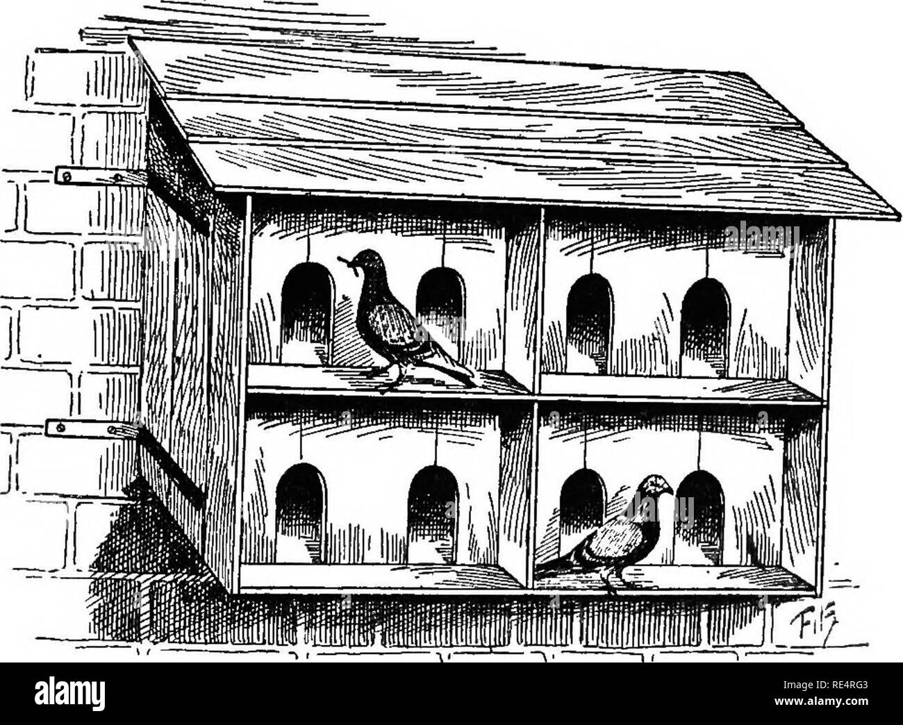 Le livre de pigeon. Les pigeons. Le PIGEON LIVRE II peut être 