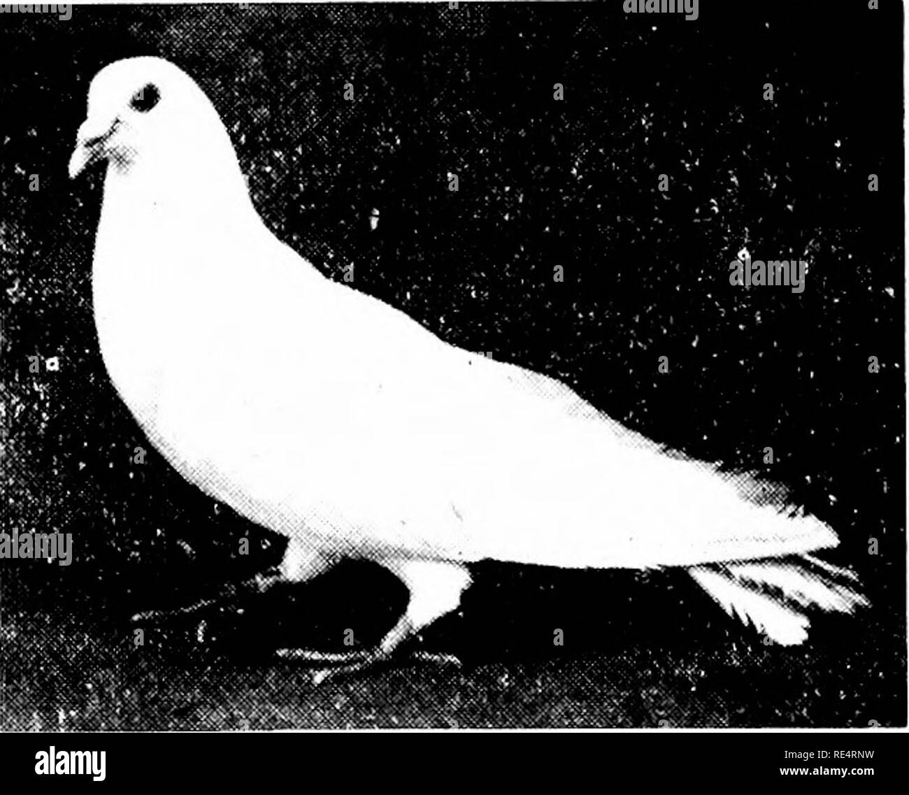 . L'élevage de pigeons rentables ; un manuel pratique expliquant la façon de se reproduire avec succès les pigeons,--que ce soit comme un hobby ou comme une exclusivité business. Les pigeons. 184 REPRODUCTION PIGEON rentable le roi blanc et pourtant pas tout à fait aussi grand que le spot. C'est un endroit idéal d'oiseaux dans la production d'assise qu'il jette pigeonneau- peser plus d'une livre chacun lorsque habillé et surtout ils sont toujours blanc peau squalis. Ils sont prolifiques reproducteurs et d'excellents parents, étant bien puissant des mangeoires. Dans mon expérience avec cette race, même thougli fut quelque peu d'une courte durée et avec seulement un nombre limité de spécimens je fo Banque D'Images