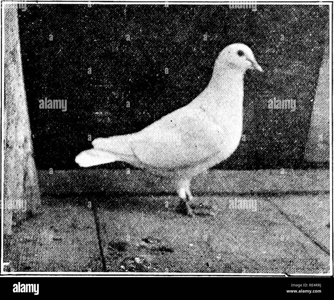 . L'élevage de pigeons rentables ; un manuel pratique expliquant la façon de se reproduire avec succès les pigeons,--que ce soit comme un hobby ou comme une exclusivité business. Les pigeons. 161 KINGS producteur rapide - ni trop grand ni trop petit. C'est un oiseau construit de façon compacte ayant un corps de longueur moyenne avec de très gracieux qui sont plus agréables à l'œil. La tête qui est souhaité par la présente norme est modérément grand, avec crâne et front proéminent. Il y a plusieurs années, il s'agissait d'un disque dur en fait l'article pour les éleveurs d'obtenir de bons résultats sur la tendance, de la race étant de jeter ofl- ressort avec un Banque D'Images