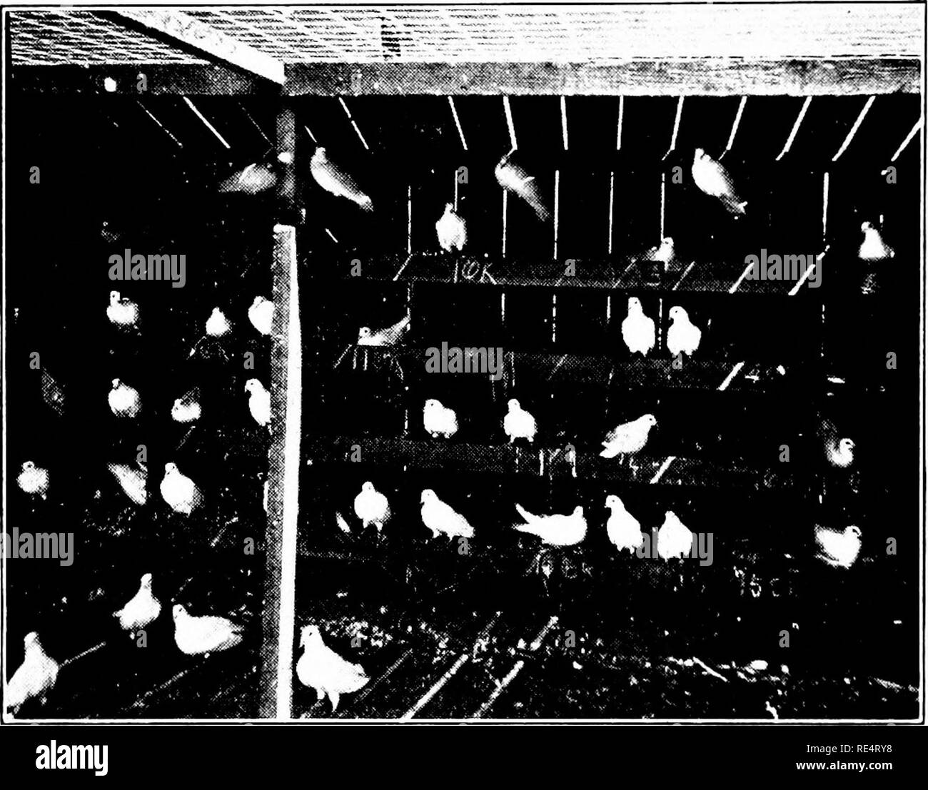 . L'élevage de pigeons rentables ; un manuel pratique expliquant la façon de se reproduire avec succès les pigeons,--que ce soit comme un hobby ou comme une exclusivité business. Les pigeons. 118 Reproduction nid PIGEON rentables ne sont pas fond cloué à tlic taquets, sur lequel thoy reste, mais posée en arc sur eux et sont, par conséquent, amovible pour nettoyage. Le bas de n'importe quel type d'shoulil les nids construits de telle sorte que c'est la plus efficace et la méthode de construction. Dans l'une typo de l'unique système de nid, il y a un bord cloué sur le devant de la niche est une boite un pouce quatre hv. Un TYPE DE NIDS SOUVENT UNIQUE Banque D'Images