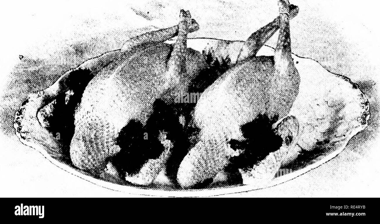 . L'élevage de pigeons rentables ; un manuel pratique expliquant la façon de se reproduire avec succès les pigeons,--que ce soit comme un hobby ou comme une exclusivité business. Les pigeons. 114 PIGEON RENTABLES invariablement le fletili reproduction normale. Opération boîtes est répété jusqu'à ce qu'ils ont tous été tués et cueillies. Ne jamais tuer un grand nombre en un temps et dans un jjile les VCN. En tant qu'ils sont pris ils sont immergés dans le bain d'^^•ater mentionnés ci-dessus. Chacun a son thoroiphl pigeonneau récolte' emportés par l'forciuu ; de l'eau dans sa gorge. Tliis est facilement fait avec l'aide d'un flux d'une buse d'arrosage. Le flux peut être regid Banque D'Images