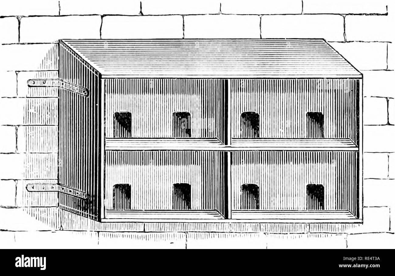 . Pigeons : contenant les directions complètes pour leur reproduction et de gestion, avec des descriptions de chaque variété connue, et tous les autres renseignements d'intérêt ou de l'utilisation du pigeon fanciers. Les pigeons. Pigeons 24. aime pas jeter leur dernier ui nid. Gfenorally oiseaux communs hardy rendez quand leurs j'oang ceux sont environ une quinzaine de jours de l'IET ou^hteen, vieux et il n'y a donc pas d'hébergement pour eux dans l'ancien lieu. Le plan d'avoir deux lieux de nidification (saisie à partir d'un trou) sur un niveau inférieur à celui de l'atterrissage, mais divisé à l'intérieur par un morceau de bois, de façon à garder les jeunes bof Banque D'Images