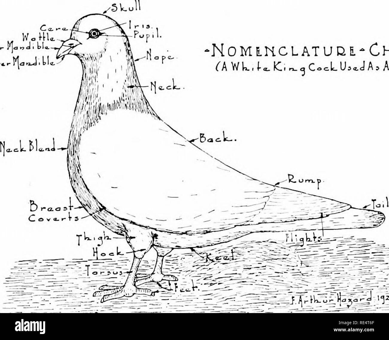 . L'élevage de pigeons rentables ; un manuel pratique expliquant la façon de se reproduire avec succès les pigeons,--que ce soit comme un hobby ou comme une exclusivité business. Les pigeons. . Nomlkclatude-Chaet- ('AWk,UiC,.^,C. =LU.^JA =AModJ.).  ^:rC^ .de. : :. -J f^.^W^^^»^^ y-f'-'J 'Vt Glossaire des termes Reproduction-liEAK uppci la combinaison de la mandibule inférieure et--race, une race distincte d'pigreons. ]3REEDEI&Lt ;-une personne Avho races de pigeons. CERK-le cercle de chair autour d'un oeil du pigeon. Caudales-Le moins élevé ou court- plumes situées sur la partie supérieure des primaires et secondaires de l'aile. Jarrets de vache-jambes pliées trop à la kne Banque D'Images