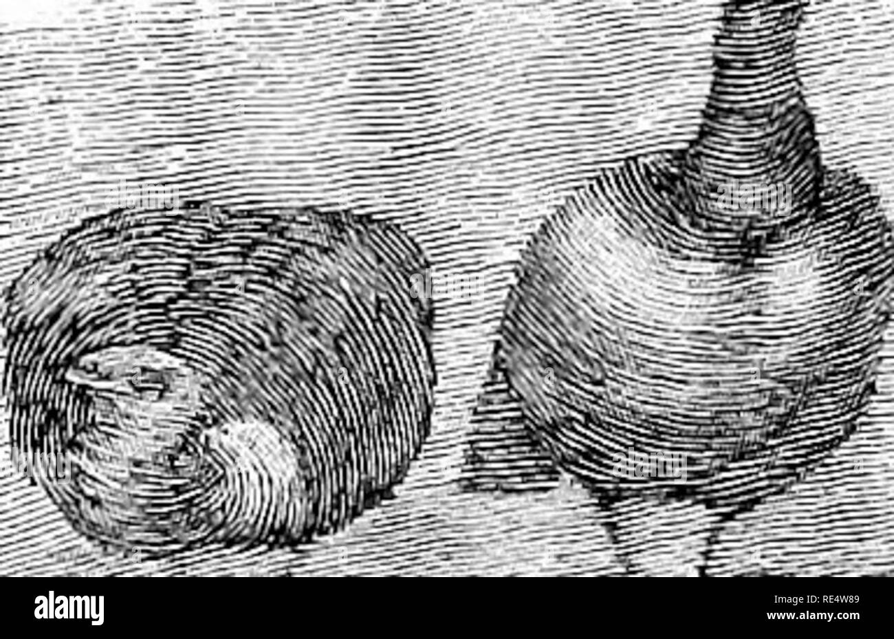 Oiseaux Dalgérie Photos Oiseaux Dalgérie Images Alamy