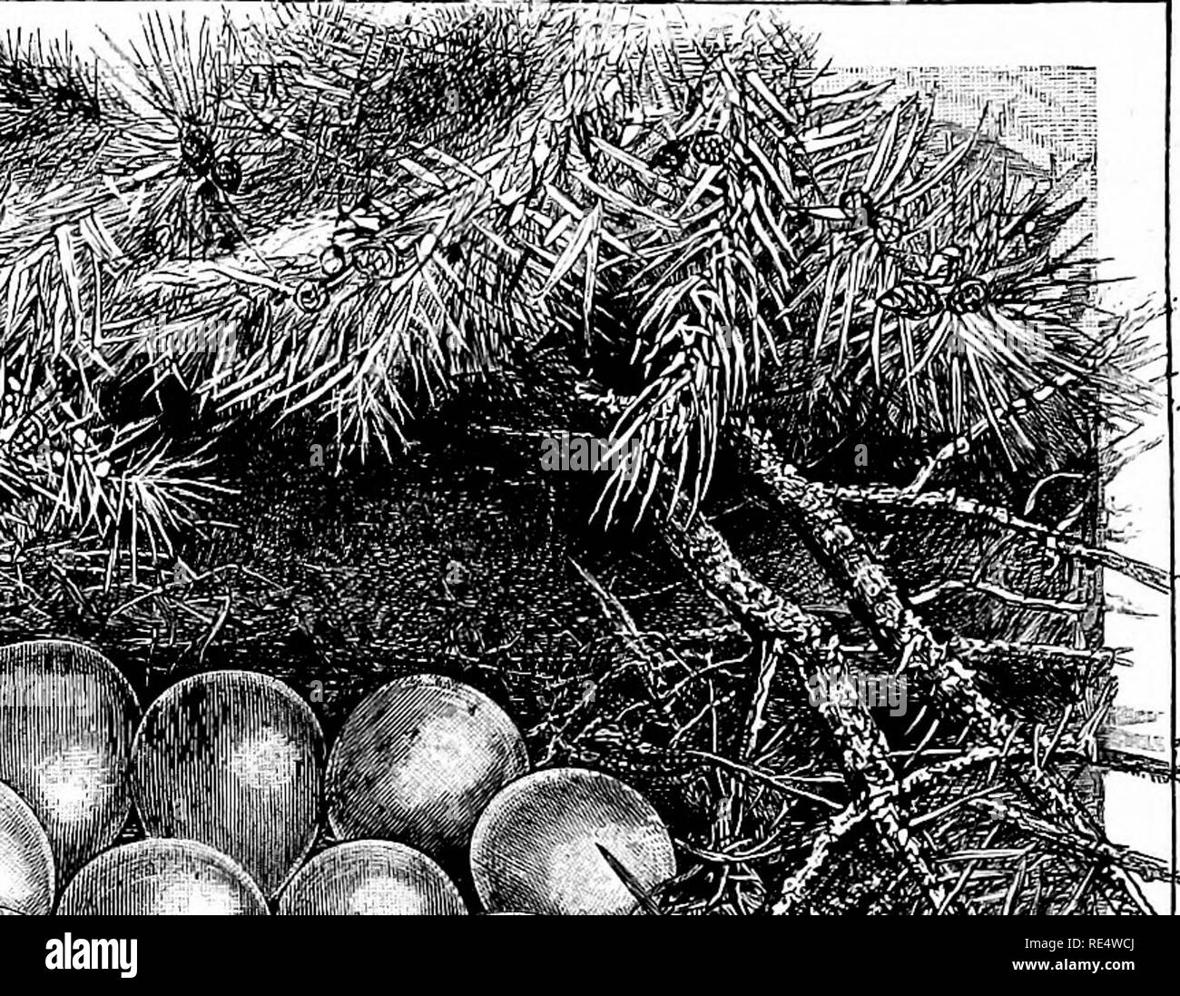 . Une histoire de la oiseaux. Les oiseaux. La 450 oiseaux. La commune et le fuligule à collier espèce^ la dernière souche montrant non seulement à plus ou moins parfait de l'anneau blanc autour du cou, hut aussi dans le plus grand ou moindre prédominance de vert au lieu de rouge sur la croupe. La grande fertilité de ces croisements apparemment prouve que le faisan commun et le Faisan de Colchide, et probablement plusieurs autres des près de faisans alliées, ne sont qu'suhspecifically distincts. Dans un oiseau polygame comme le faisan, le couplage a lieu chaque printemps, en avril et mai. Lorsque le couplage-saison est vo Banque D'Images