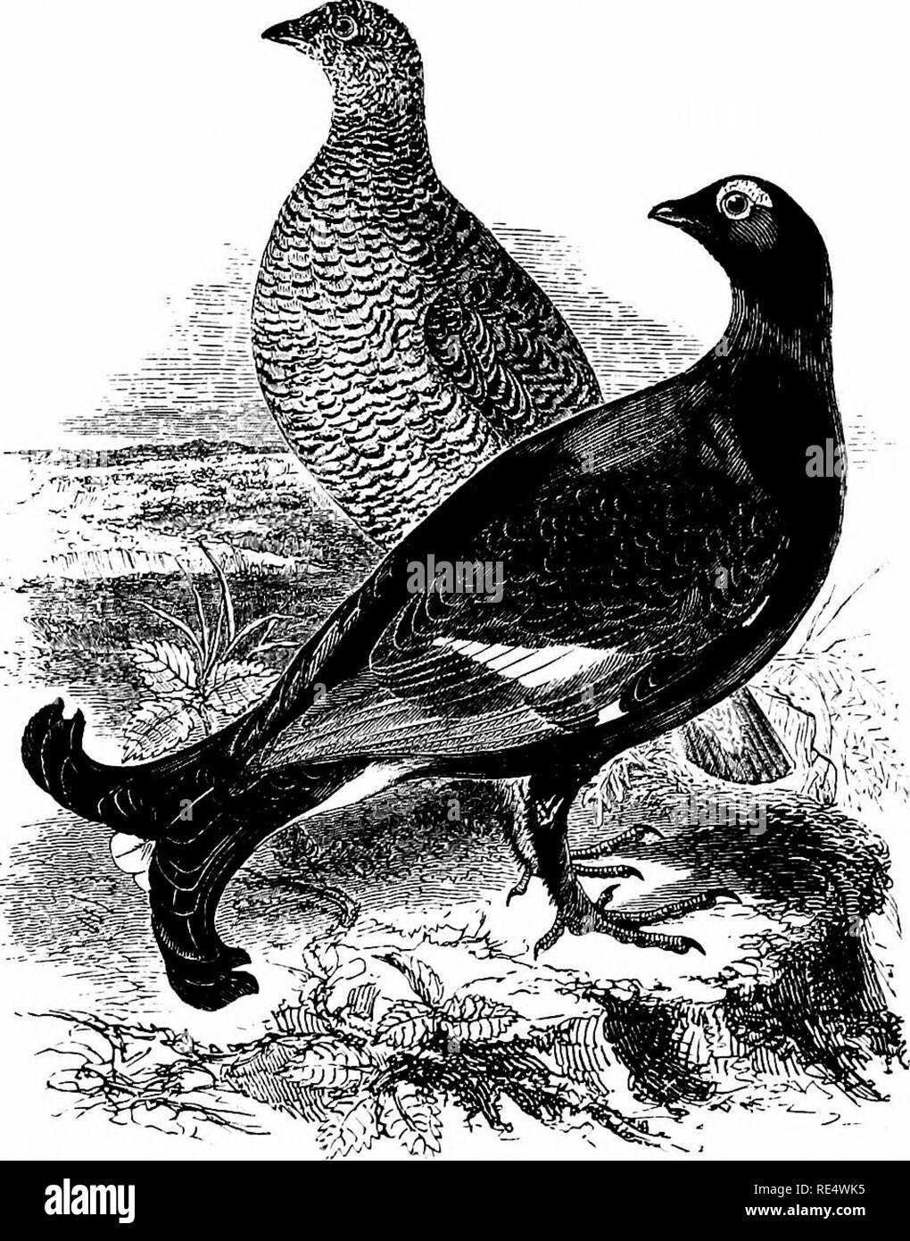 . Un manuel illustré de la oiseaux. Les oiseaux. TETRAONID^.. 493. Les tétras. Tetrao tutrice, Linnseus. Les oiseaux de cette espèce sont généralement connues collectivement sous le nom de Black- jeu, et dans le Devon et Somerset, Heath-dindonneaux ; les deux sexes d'être distingué comme le Spartacus et le Grayhen. Ils sont trouvés, en petit nombre et localement, à Cornwall et à South Devon, et sont assez abondants sur Exmoor, ainsi que sur les Brendons et les Quantocks, dans Somersetshire ; tandis qu'ils maintiennent encore eux-mêmes dans le Dorset, Wilts, et le nouveau quartier de la forêt. Dans la région de Sussex, comté de Surrey et leur présence est Banque D'Images