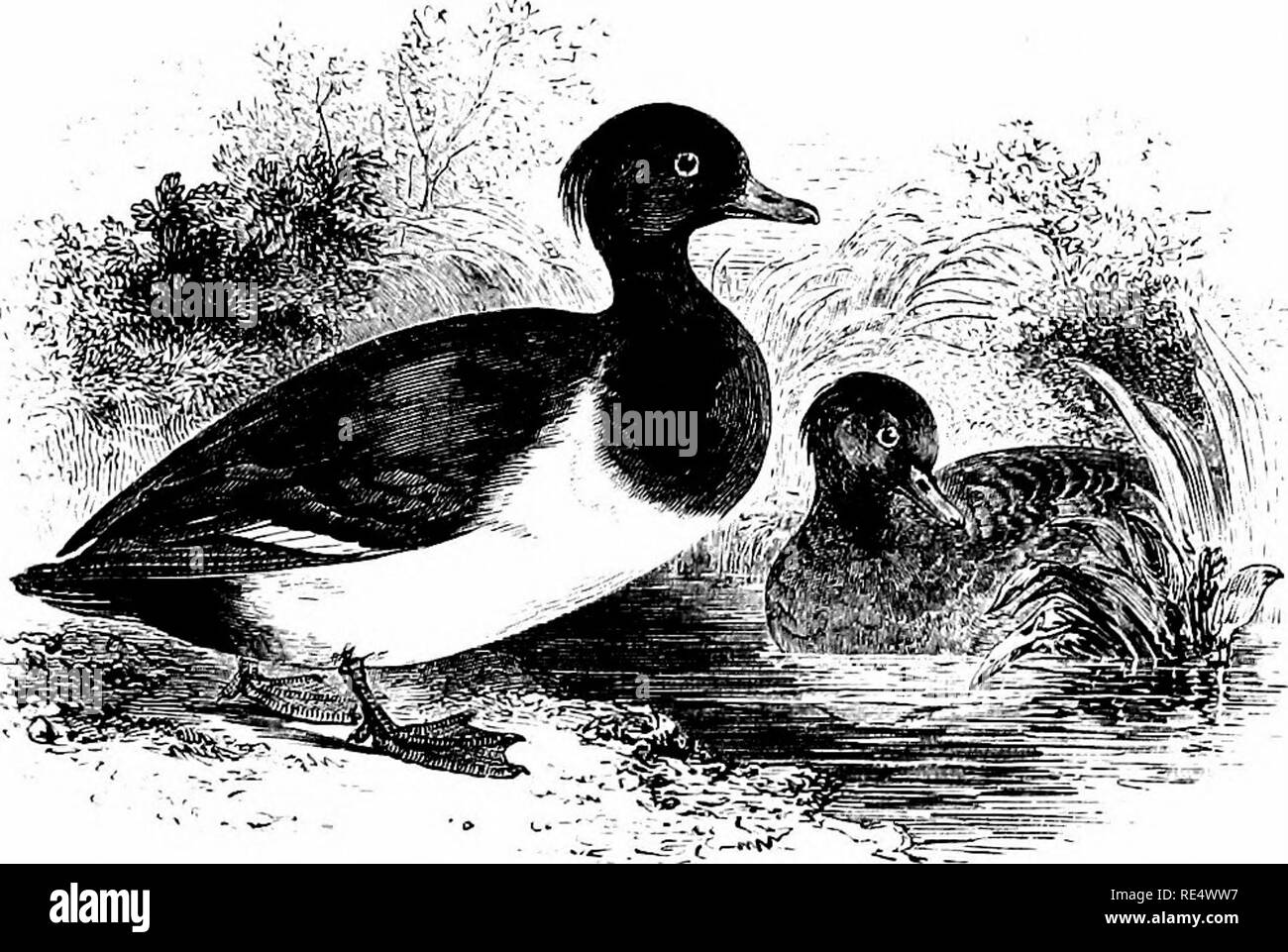 . Un manuel illustré de la oiseaux. Les oiseaux. Anatidés/E. 447. Le fuligule morillon. FULIGULA CRISTATA (Lcach). Le fuligule morillon est bien connu comme se produisant entre l'automne et au printemps sur nos les côtes basses, les estuaires et les lacs, où il est souvent trouvé en compagnie de Pochard, fuligules, Golden-eye, et d'autres sous-canards ; mais les chiffres demeurent considérables pour se reproduire avec nous, et dans quelques domaines beaucoup plus qu'en Bretagne, en particulier sur les étangs à Newstead, Clumber, Welbeck, Rufford et Rainworth : le dernier la propriété de M. J. Whitaker-après avoir été visité par de nombreux ornithologues. Des nids ont al Banque D'Images