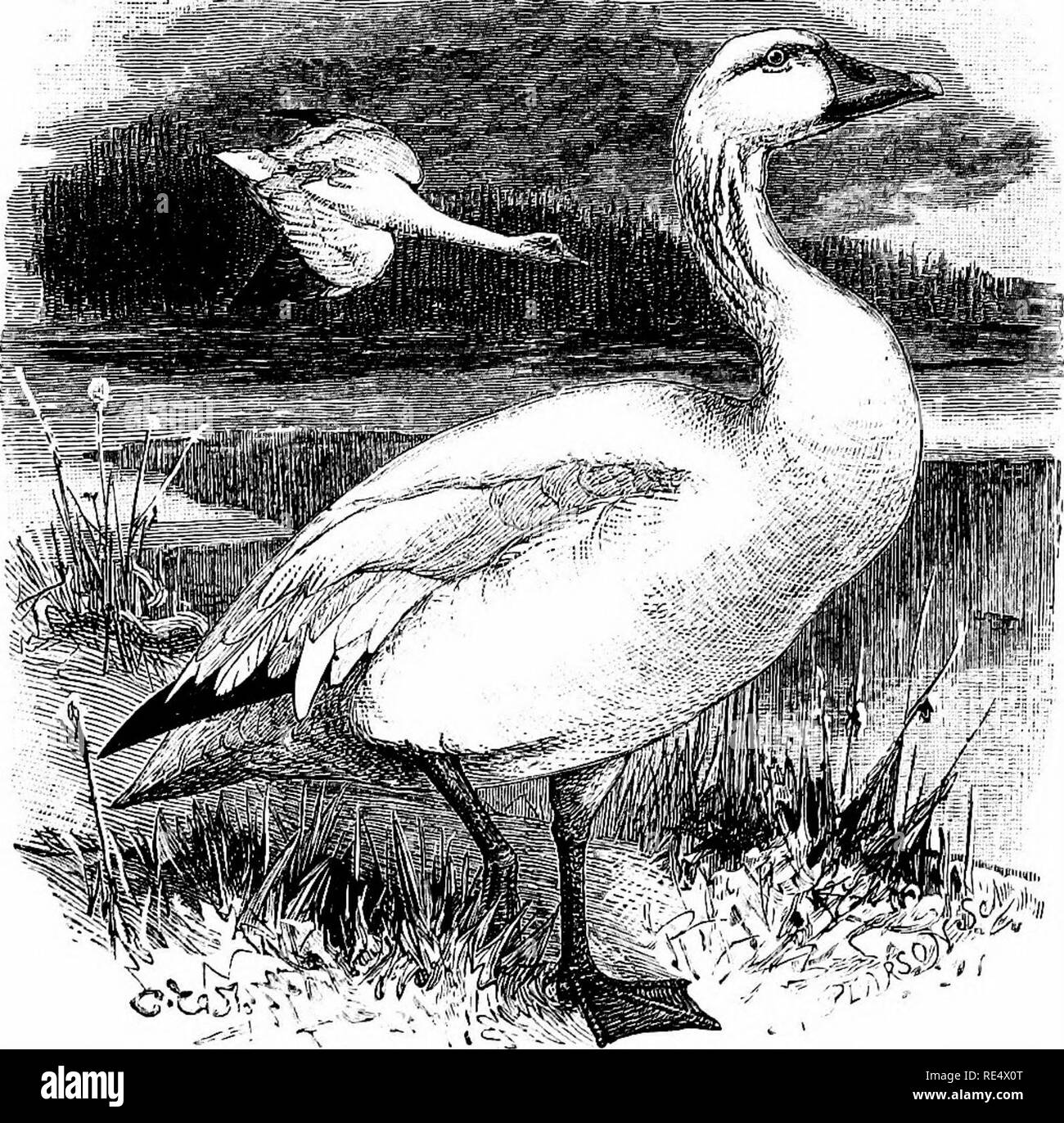 . Un manuel illustré de la oiseaux. Les oiseaux. ANATIDi ? !. 405. L'Oie des neiges. Chen hyperb6reus (Pallas). Le 9 novembre 1871 Mon attention a été appelée à deux Snow-Geese immatures dans Leadenhall Market ; et enquête ultérieure, menée avec l'aide de feu Sir Victor Brooke, a montré qu'ils avaient été pris quelques jours avant, sur le lac du Tacum- shane, Co Wexford, tandis qu'un troisième a été tué peu après à Wexford harbour, mais pas préservés. En octobre 1877, tel qu'enregistré par M. Harting (Zool. 1878, p. 419), un troupeau de sept ont été vus près de Bel- mulet, comté de Mayo, dont deux ont été Banque D'Images