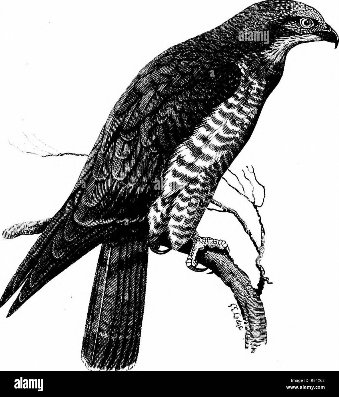 . Un manuel illustré de la oiseaux. Les oiseaux. FALCONID^. 33CJ. Le miel - Buzzard. PiRNis APivoRUS (Linnaeus). L'Honey-Buzzard est un visiteur d'été annuel pour les districts de boisé Europe qui il entre 43° N. lat. et le cercle arctique, et un nombre limité de passer à l'ouest jusqu'en Grande-Bretagne en mai et juin, tandis que le fait que certains niché avec nous est connu depuis l'époque de Willughby. Sur le retour-passage à l'automne, d'exemples, la plupart des jeunes, ont été obtenus en Angleterre jusqu'à la fin de novembre, ainsi que sur la côte est de l'Ecosse. De Galles, cette espèce rarement wand Banque D'Images