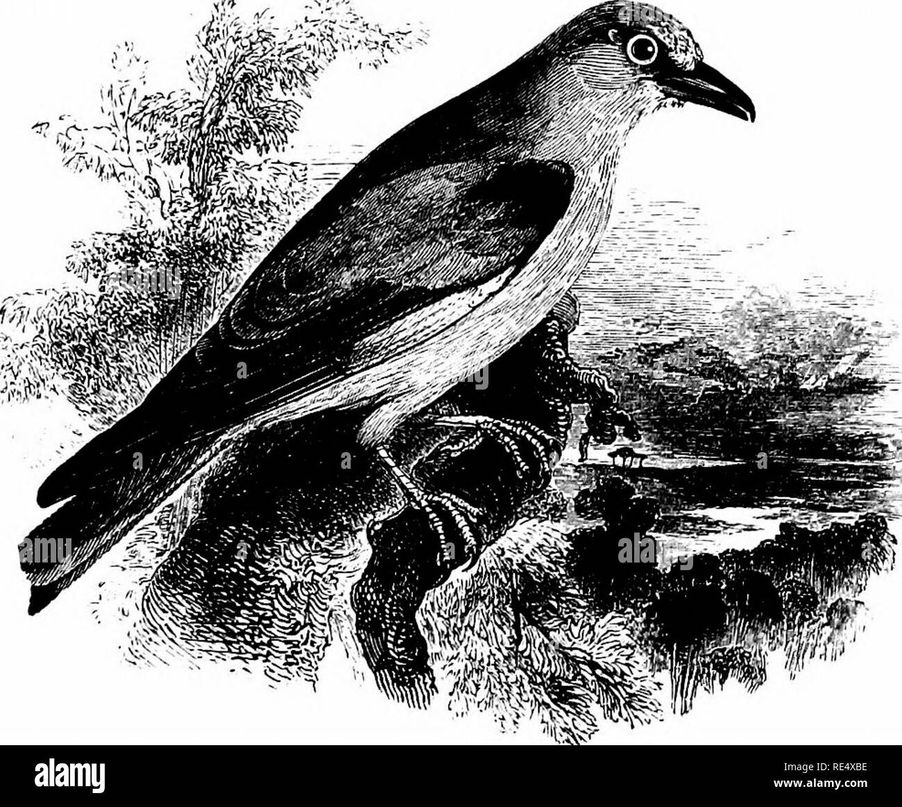 . Un manuel illustré de la oiseaux. Les oiseaux. CORACIIDjE.. Le rouleau. CoRACiAS GARRULUS, Linnseus. Cet oiseau plumage brillant a été observé pour la première fois en tant que visiteur de notre îles- de Sir Thomas Browne, qui décrit un échantillon obtenu à Norfolk en mai 1644. Depuis, vers le haut d'une centaine d'exemples ont été observés, principalement dans les comtés de l'Est et du sud de l'Angleterre et l'Écosse ; certains, toutefois, ont visité le Caithness et les Orcades, alors qu'en occident on a même atteint de St Kilda. En Irlande il y a eu sept ou huit occurrences, à de longs intervalles. La majorité des apparitions dans th Banque D'Images