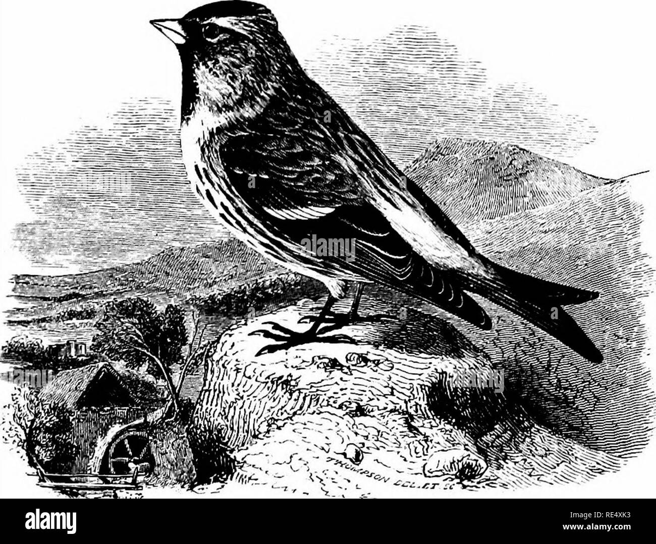 . Un manuel illustré de la oiseaux. Les oiseaux. FRINGILLINjE. 189. Les monts Mealy Sizerin blanchâtre. LiNOTA LiNARiA (Linnseus). La séparation logique des différentes espèces ou races de sizerins est l'un qui présente des difficultés inhabituelles. Le Dr R. B. Sharpe estime (cat. Oiseaux Brit. Mus. xii. pp. 245-257) la cochenille typique Sizerin flammé, Linota linaria, comme une tige principale, si je puis dire, avec trois sous-espèces, à savoir : L. holboelli, plutôt grandes et avec un projet de loi beaucoup plus longtemps, trouvé " dans le Nord de l'Europe de la Scandinavie à la Sibérie orientale," et, comme un vagabond, deux fois à Norfolk ; L. rostrata, " Banque D'Images