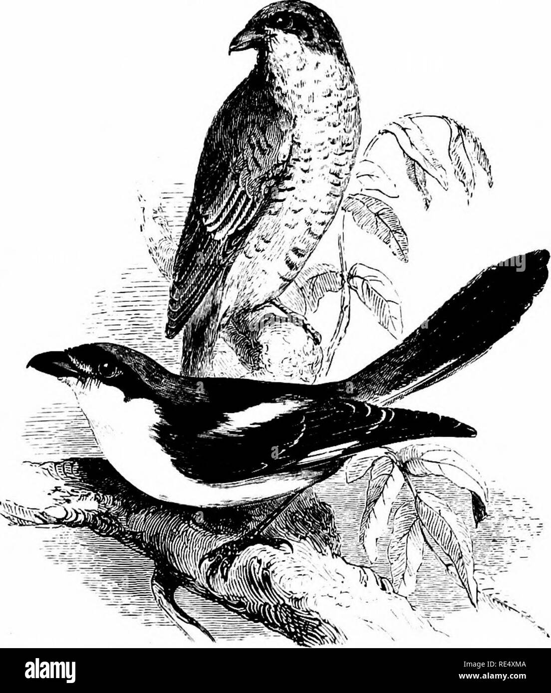 . Un manuel illustré de la oiseaux. Les oiseaux. LANIID^. ^53 l'pf %k. L'WOODCHAT. Lanius pomeranus, Sparrman. Bien qu'une espèce commune au cours de la saison sur les deux rives du continent, l'Woodchat Shrike seulement traverse la mer étroite à intervalles irréguliers, et pas plus de trente-cinq exemples sont connus pour avoir été obtenus en Angleterre au cours des cent dernières années. La majorité d'entre eux ont été remarqué dans le sud et l'est de districts, et généralement au moment de la migration ; mais il y a des preuves que l'oiseau a niché près de deux fois l'eau douce dans l'île o Banque D'Images