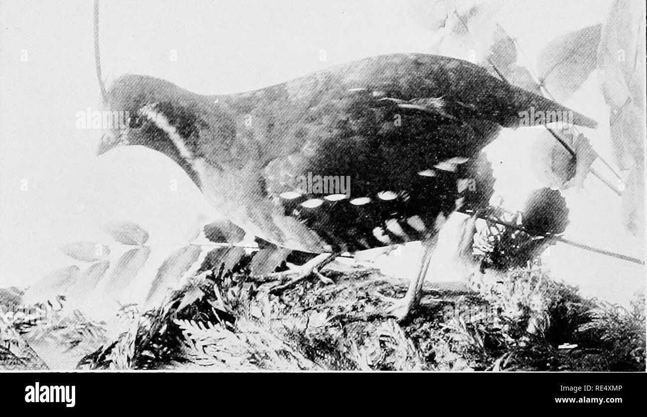 . L'élevage de faisans ; contenant de l'information générale sur les faisans, avec des instructions sur la manière de les élever. L'élevage de faisans faisans. le dindon sauvage infusion de sang dans la lignée domestique. En commun avec beaucoup d'autres autorités, il estime que la Turquie a été "dorlotés" en faiblesse. Une fois trouvé par les Espagnols, parmi les Indiens du Mexique, l'importance de la Turquie est à la fois perçue, et l'oiseau a été réalisée rapidement dans le monde entier. Notre commune apprivoiser la Turquie est un descendant d'oiseaux prises à l'Europe du Mexique par les Espagnols au début du xvie siècle Banque D'Images