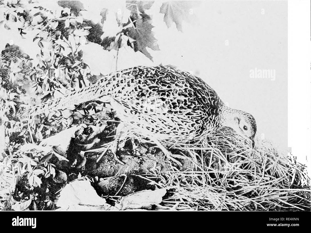 . L'élevage de faisans ; contenant de l'information générale sur les faisans, avec des instructions sur la manière de les élever. Faisans. L'élevage de faisans et 4, tandis que près de nature identique et exiger le même traitement, mais ne sont pas de vrais faisans. Le {Phasianiis torquatiis faisan chinois) et de la politique ou de l'anglais Black-Phasianiis colchiciis faisan (cou) sont chacune- sepa et taux de variétés distinctes de faisans, tandis que l'anglais Ring-cou est un hybride des deux. Ce dernier oiseau, anneau anglais-cou, est l'ortalide de l'Angleterre d'aujourd'hui, et de loin la variété la plus commune a rencontré dans l'Organisation des sta Banque D'Images