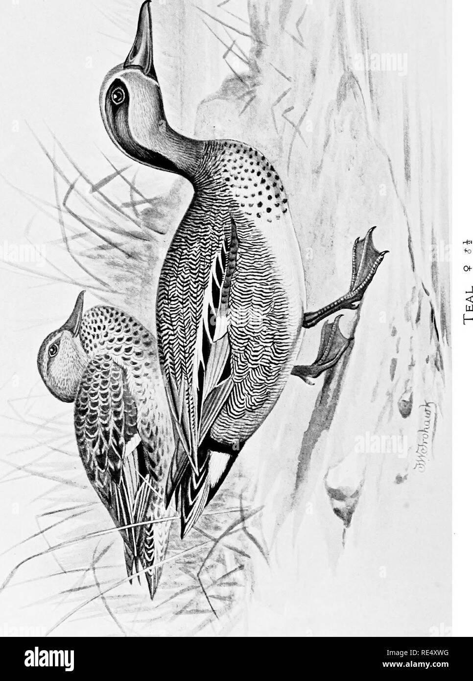 . Oiseaux britanniques avec leurs nids et leurs œufs. Les oiseaux ; les oiseaux. . Veuillez noter que ces images sont extraites de la page numérisée des images qui peuvent avoir été retouchées numériquement pour plus de lisibilité - coloration et l'aspect de ces illustrations ne peut pas parfaitement ressembler à l'œuvre originale.. Butler, Arthur G. (Arthur Gardiner), 1844-1925 ; Frohawk, Frederick William, 1861-1946. Londres, Brumby &AMP ; Clarke Banque D'Images