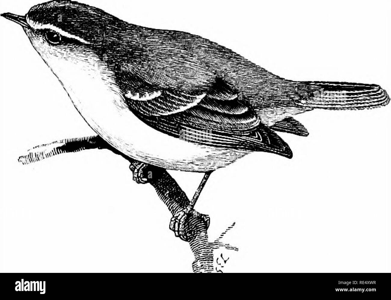 . Un manuel illustré de la oiseaux. Les oiseaux. sylviinjI !. 61. La Paruline à tête jaune. Phyll6scopus supercili6sus (J. F. Gmelin). Ce wanderer d'Asie a été introduite à la liste britannique par le regretté John Hancock, qui a tiré sur un exemple, maintenant dans le musée de Newcastle, le 26 septembre 1838, sur la mer-banques près de Hartley, Northumberland, à environ 4 milles au nord de la Tyne. Un deuxième exemple, enregistré par Gould comme ayant été obtenu près de Chelten- ham sur Octobre 1867 nth, par M. J. T. White, passé dans la collection de feu Sir John Harpur Crewe, tandis que dans le même mois et l'année monsieur Pec Banque D'Images