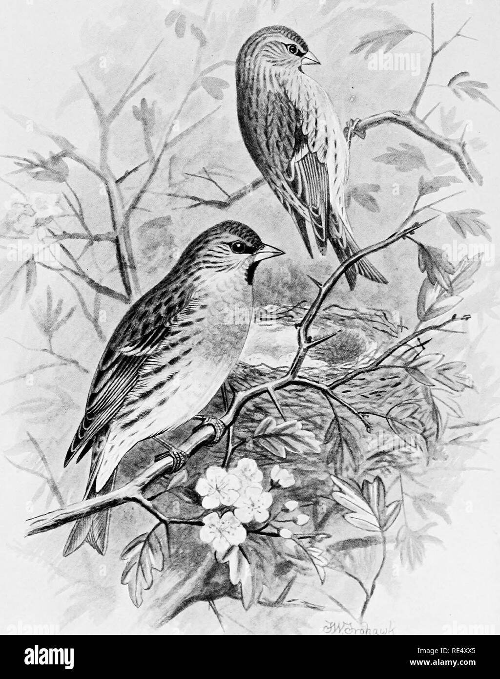 . Oiseaux britanniques avec leurs nids et leurs œufs. Les oiseaux ; les oiseaux. Sizerin flammé moindre s ?. Veuillez noter que ces images sont extraites de la page numérisée des images qui peuvent avoir été retouchées numériquement pour plus de lisibilité - coloration et l'aspect de ces illustrations ne peut pas parfaitement ressembler à l'œuvre originale.. Butler, Arthur G. (Arthur Gardiner), 1844-1925 ; Frohawk, Frederick William, 1861-1946. Londres, Brumby &AMP ; Clarke Banque D'Images