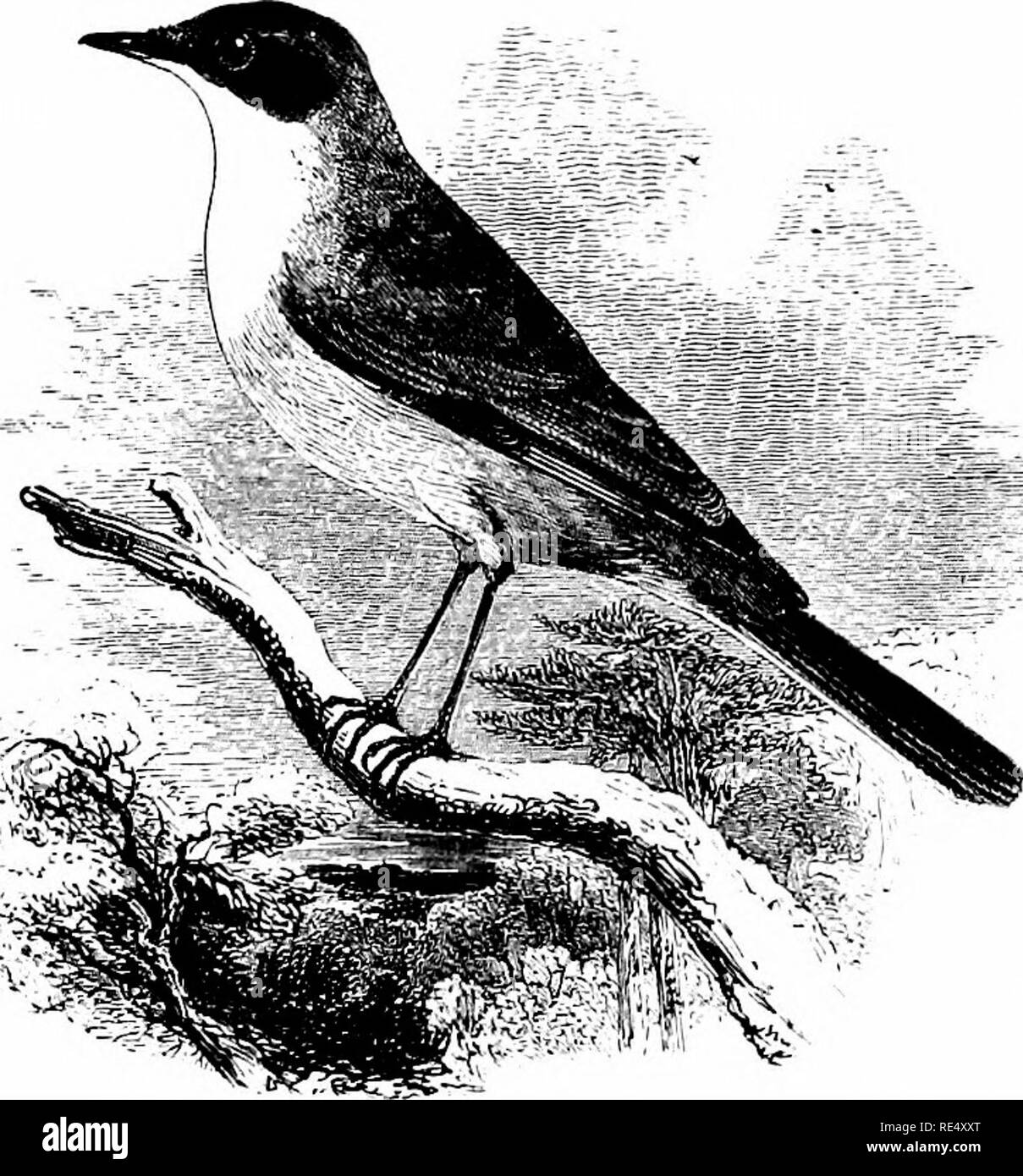 . Un manuel illustré de la oiseaux. Les oiseaux. SYLVUNiE. 43. La Fauvette grisette moindre. CuRRtJCA LintiKus (Sylvia). La Fauvette grisette moindre, comme son nom l'indique, est un oiseau plus petit que son congénère ; et bien qu'il arrive en Angleterre à la même époque, ou un peu plus tard, sa distribution dans nos îles sont décidément moins vaste. Assez abondants dans le sud, de l'Est et de midland counties, il devient plus rare dans l'ouest, et qu'il niche dans le Somerset et le Devon, il seulement des visites Cornwall sur la migration. Elle se reproduit régulièrement à Brecon, et son nid a été prise près de la Baie de Cardigan. À Cheshire Banque D'Images