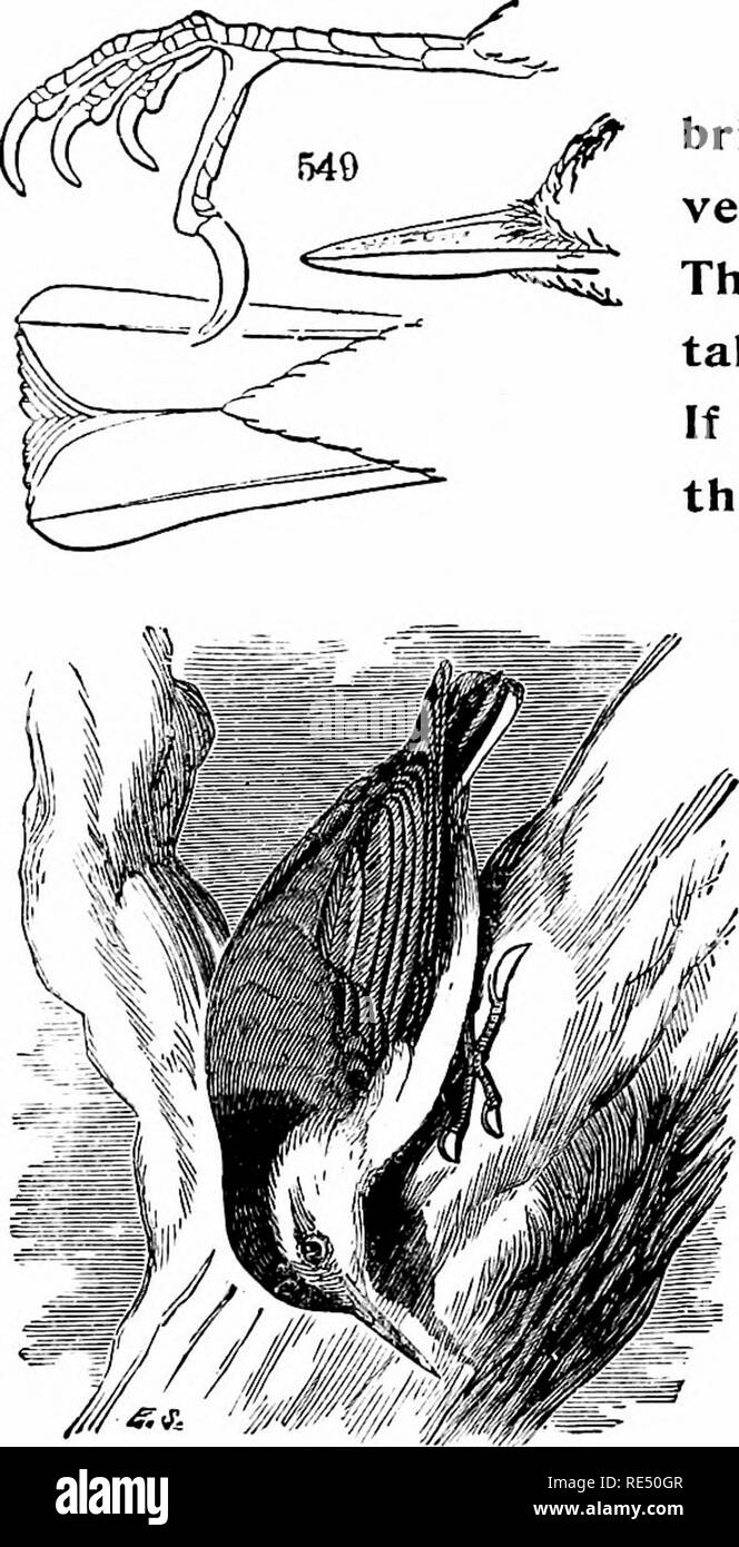 Les Oiseaux De Lest De Lamérique Du Nord Connu Pour Se