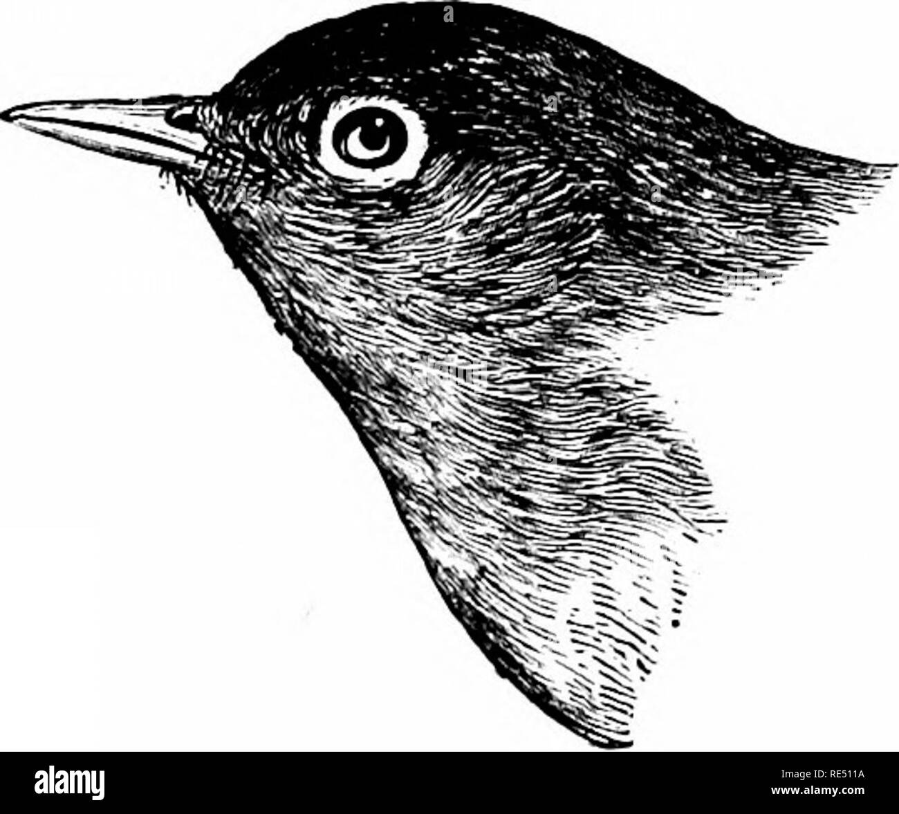 . Les oiseaux de l'Est de l'Amérique du Nord connu pour se produire à l'est du 19e méridien ... Les oiseaux. 292 CLÉ POUR LES OISEAUX DE L'EST DE L'AMÉRIQUE DU NORD. Partie 6. Les espèces suivantes ont la gorge pas jaune ; jaune, ventre, et aucun blanc sur les plumes de la queue : -. La gorge, grisâtre ou beige, blanc anneau ; yeux ; dos, vert olive. Paruline à gorge. Oeothlypis ayiUs. Voir n° 520.. Veuillez noter que ces images sont extraites de la page numérisée des images qui peuvent avoir été retouchées numériquement pour plus de lisibilité - coloration et l'aspect de ces illustrations ne peut pas parfaitement ressembler à l'œuvre originale.. Cory, C Banque D'Images