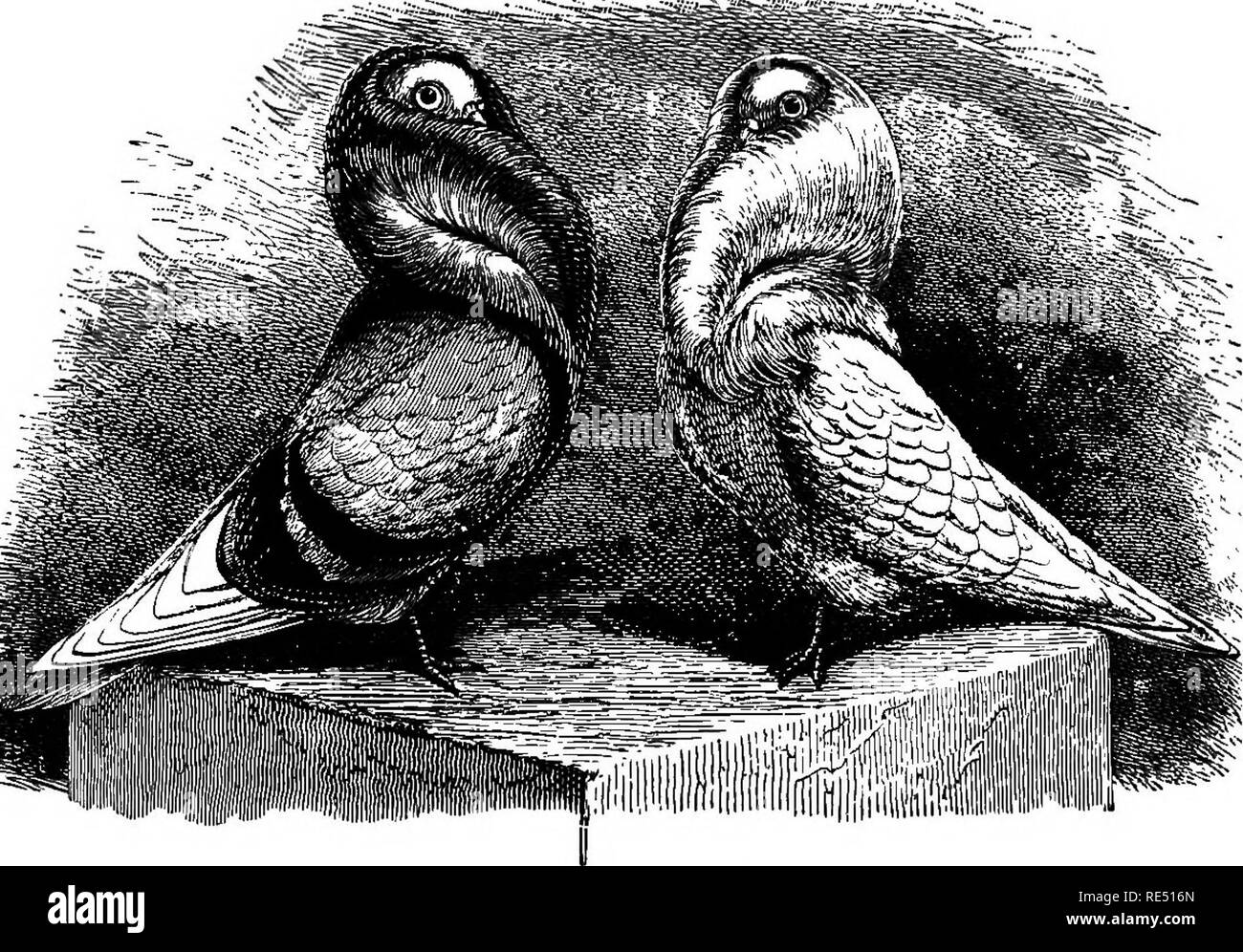 Le Pigeon Pratique Keeper Les Pigeons Normes Anciennes Et - 