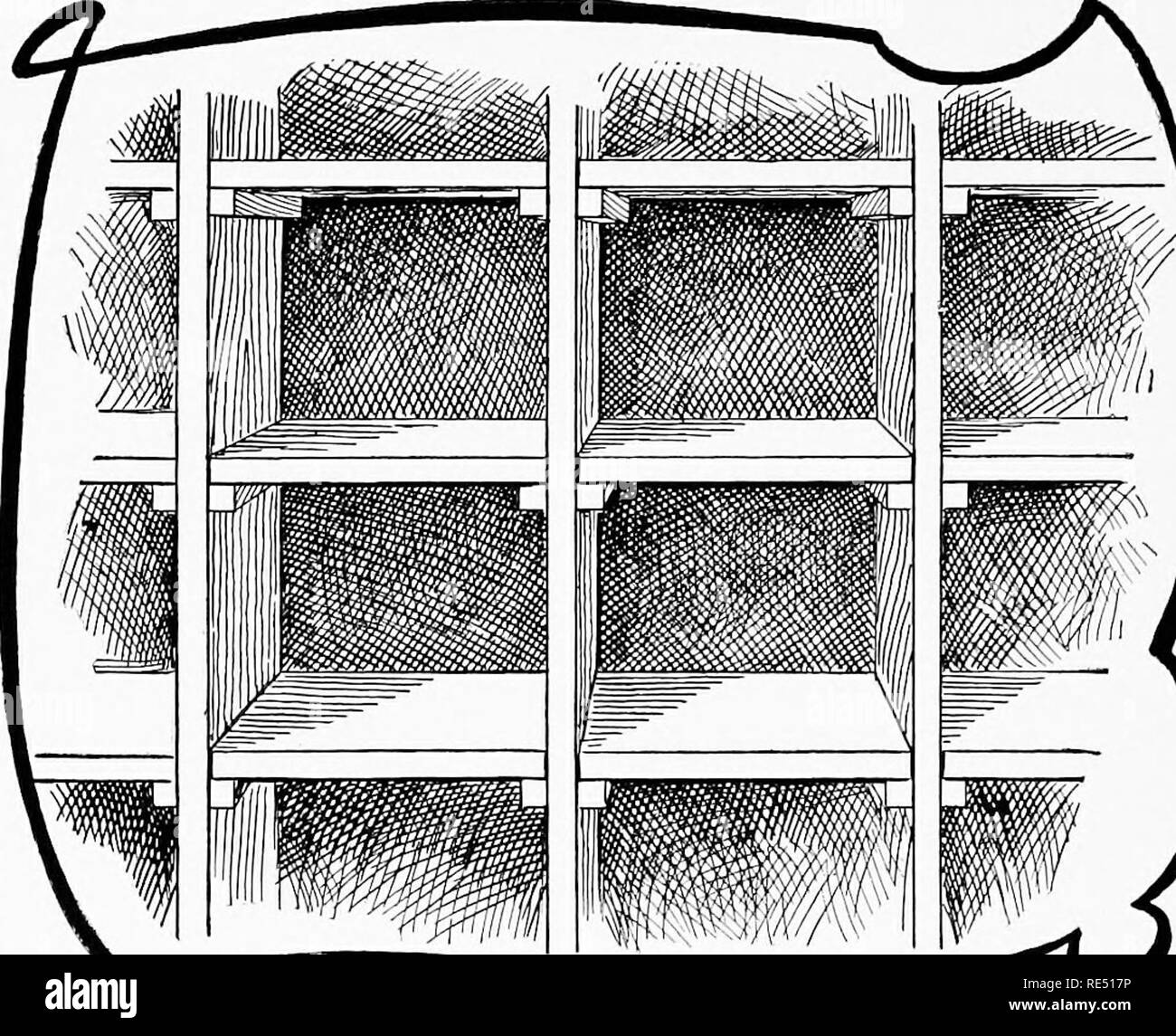 . La norme nationale livre d'assise. Les pigeons. La construction de nichoirs pour le mieux. Lorsque les nichoirs sont construits de bois (Un-arrêter un pouce ou cinq-huitièmes de pouce d'épaisseur) la construction ci-dessus, devraient être utilisés. Les fonds ne sont pas cloué, mais en faisant glisser sur les taquets, comme illustré. Le résultat est une étagère coulissante. Cette étagère peut être retiré à temps de nettoyage et une meilleure et plus rapide de l'emploi fait nettoyage bols nid Ihe peuvent être vissés directement sur le fond des boîtes de nidification ci-dessus s'il le fait, il ne sera pas nécessaire de visser les bols nid de blocs de bois' pour leur donner la stabilité. Les nichoirs shoul Banque D'Images