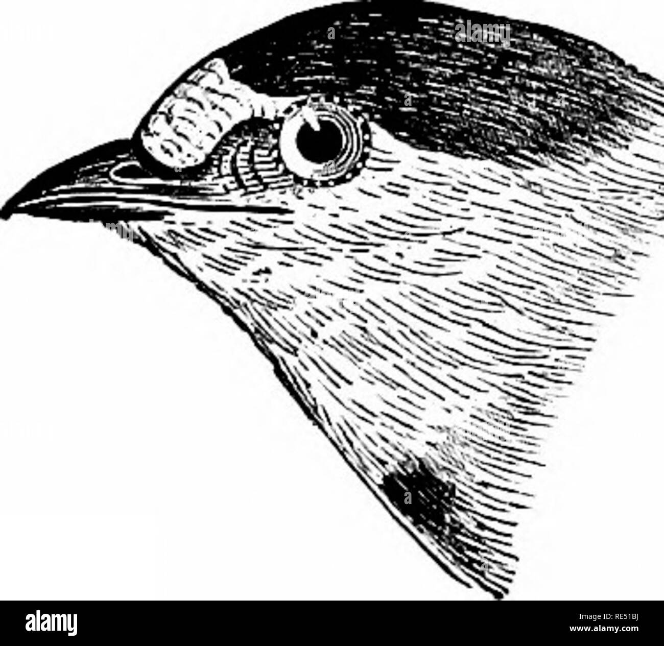 . Les oiseaux de l'Est de l'Amérique du Nord connu pour se produire à l'est du 19e méridien ... Les oiseaux. Hirondelle bicolore. Ensemble, les parties inférieures blanches ; plumage supérieur, en acier bleu ; les jeunes oiseaux ont le plumage supérieur bi'owuish gris, mais le ihxmage sous ]est blanc pur. Hirondelle à ventre blanc. .Arbre avaler. Tachycineta bicolor. Voir n° 462.. La gorge et les côtés de la tête, brun marron ; abdomen, blanchâtre ; front, blanchâtre ; et crowu darlt l)nelv, bleu d'acier ; tectrices sus-caudales brun roux pâle. Hirondelle à front blanc. Petrochelidon lunifrons. Voir n° 458.. Veuillez noter que ces images sont extraites de sc Banque D'Images