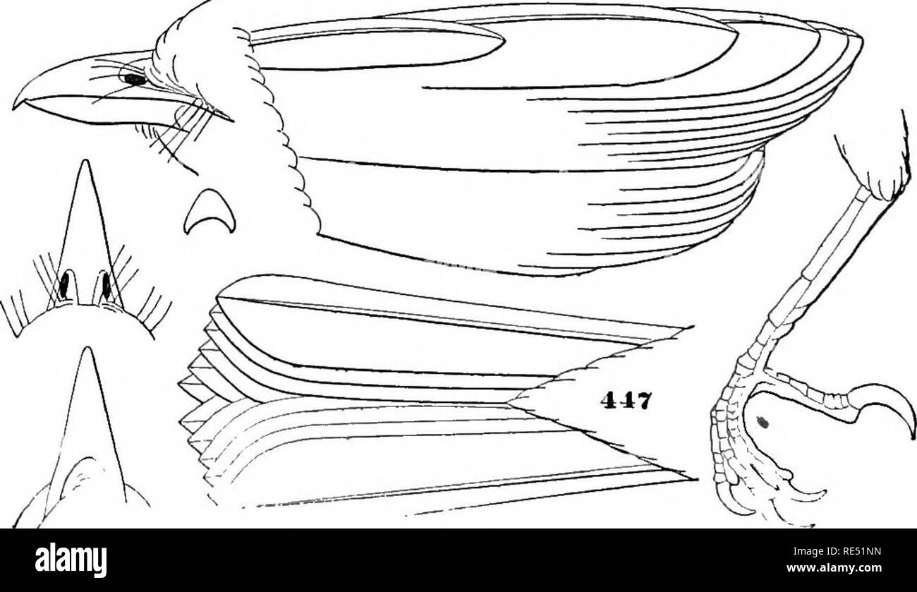 . Examen des oiseaux de l'Amérique dans le musée de la Smithsonian Institution : pt. 1 . Les oiseaux. 396 D'IMPACTS ENVIRONNEMENTAUX. [Partie I.. Chabactees commun-dessus de la tête et nuque soit un bleu lumineux ou entraîner la couleur, en contraste avec l'abrupte d'un vert profond uniforme du reste des parties supérieures. Bill noirâtre. A. Sous blanc, avec bande pectorale roux. Jambes jaune. Au-dessus de la tête et la nuque bleu vif. Une bande au-dessus de l'oeil, et spot en dessous, jaune. Une ligne à travers l'œil, et l'autre de bord inférieur de la mandibule, noir . melitophrys. B. Sous olivaceous ou jaunâtre, sans bandes. La gorge jaune. Sombre des jambes. Abo tête Banque D'Images