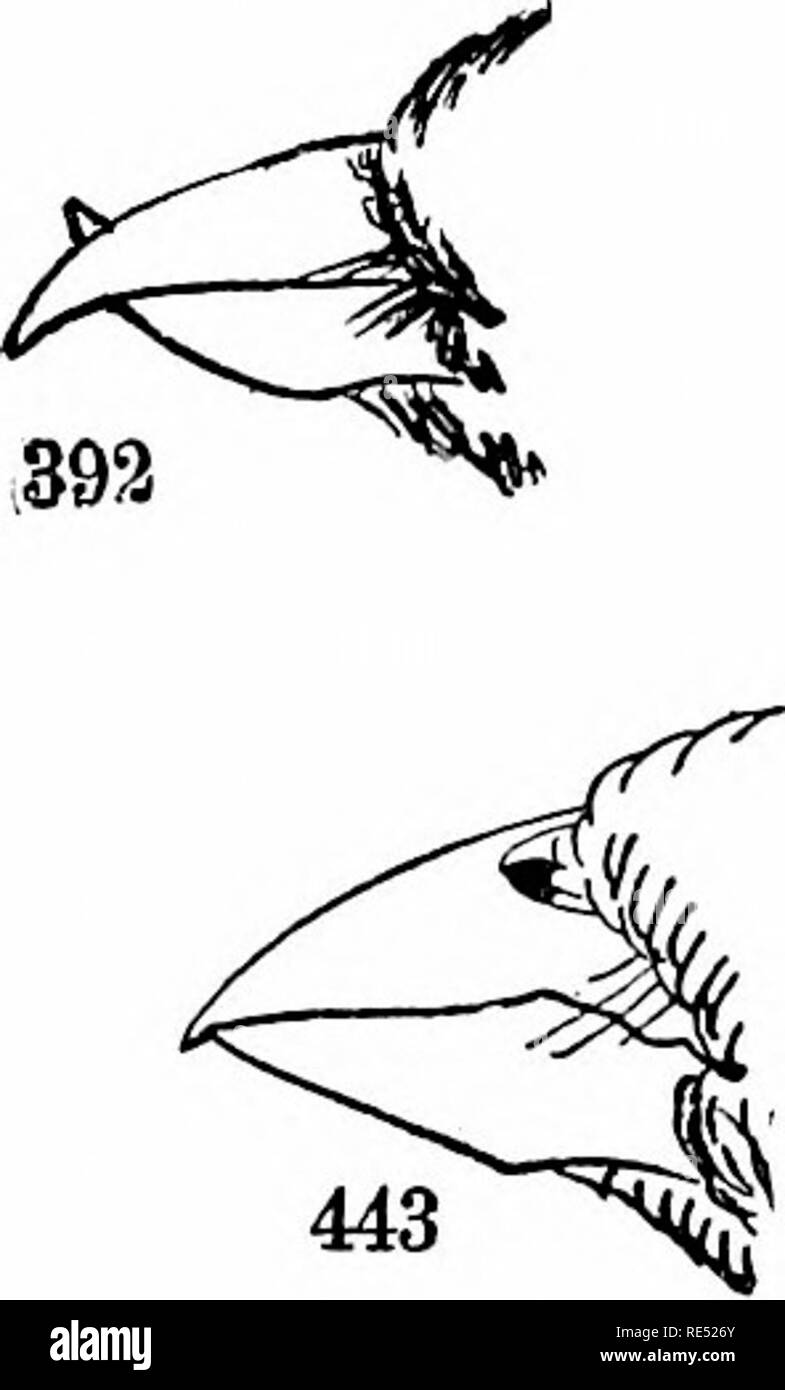 . Les oiseaux de l'Est de l'Amérique du Nord connu pour se produire à l'est du 19e méridien ... Les oiseaux. . Veuillez noter que ces images sont extraites de la page numérisée des images qui peuvent avoir été retouchées numériquement pour plus de lisibilité - coloration et l'aspect de ces illustrations ne peut pas parfaitement ressembler à l'œuvre originale.. Cory, Charles B. (Charles Barney), 1857-1921 ; Field Columbian Museum. Chicago, édition spéciale imprimée pour le Field Columbian Museum Banque D'Images