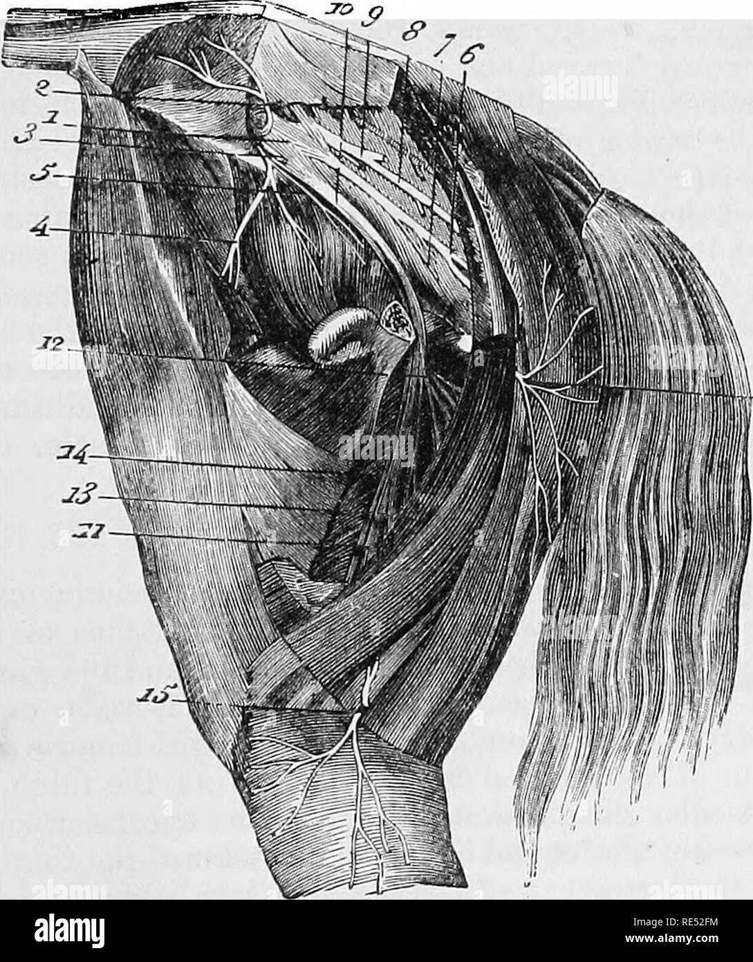 . L'anatomie comparée des animaux domestiques. Anatomie vétérinaire. FLEX. VS lombo-sacrée en T 773 en dehors de l'arrivée du bassin, où il reste néanmoins profondément cachées par les masses musculaires sur l'aspect interne de la cuisse. Son terminal rami modifications soient dépensés de l'obturateur externus, les adducteurs de la cuisse, de l'pectineus, et l'adducteur de la jambe courte. Ti.e à destination de ce dernier muscle est la plus longue ; elle laisse l'espace entre le pectineus et le petit muscle adducteur de la cuisse, et descend vers l'arrière sur la dentelle interne du muscle à vhioh on dist Banque D'Images